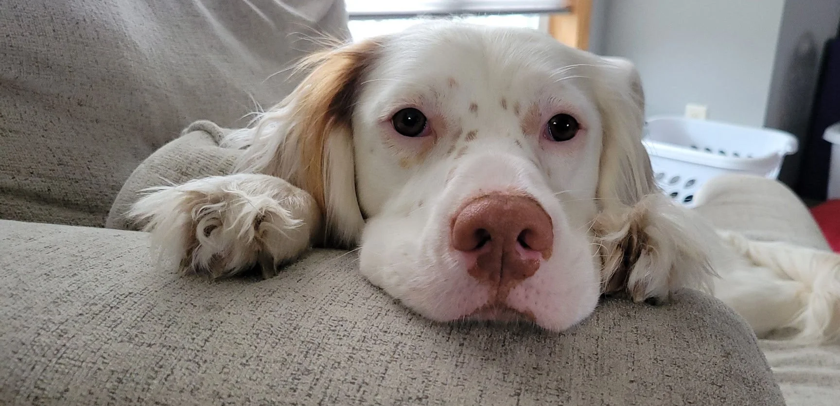 Doc Holliday asking for a boop..