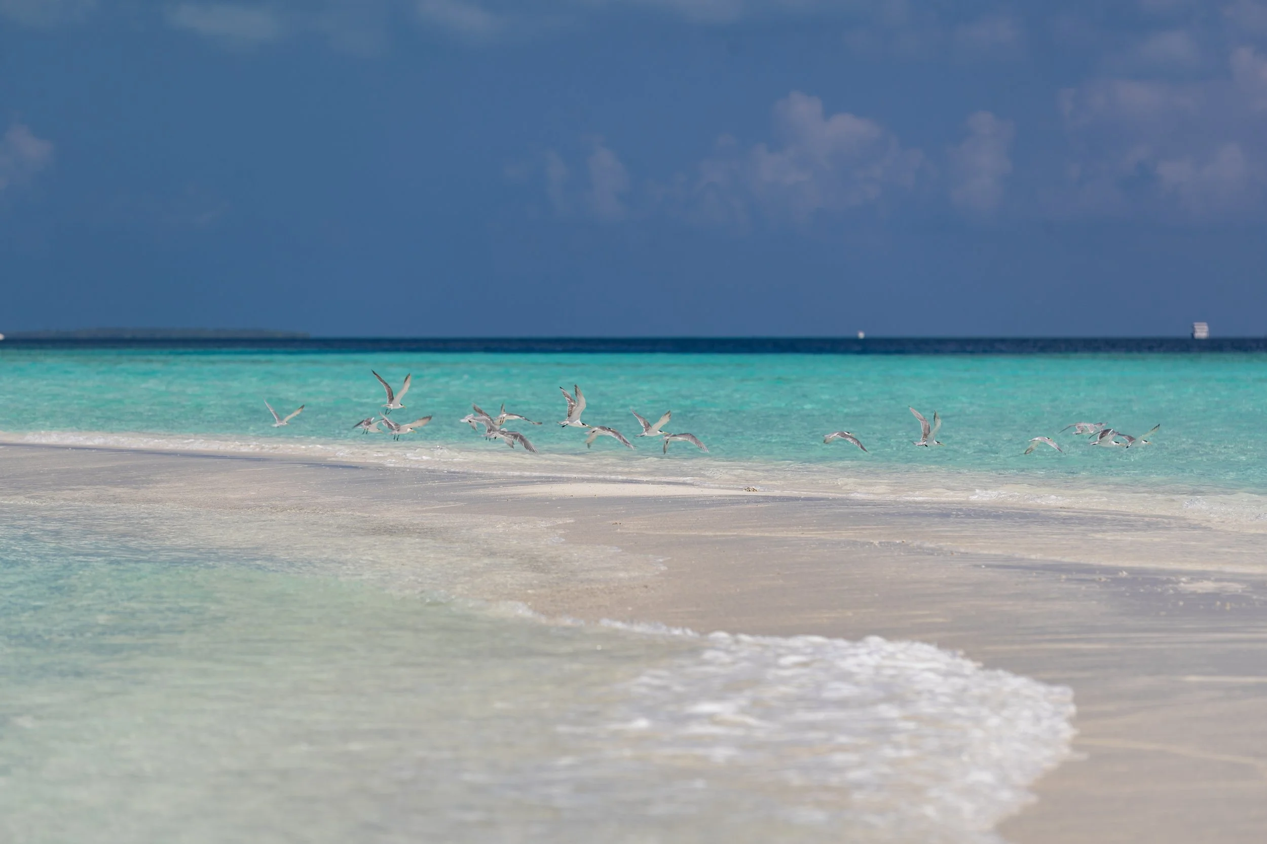 Furaveri Maldives - Sand Bank