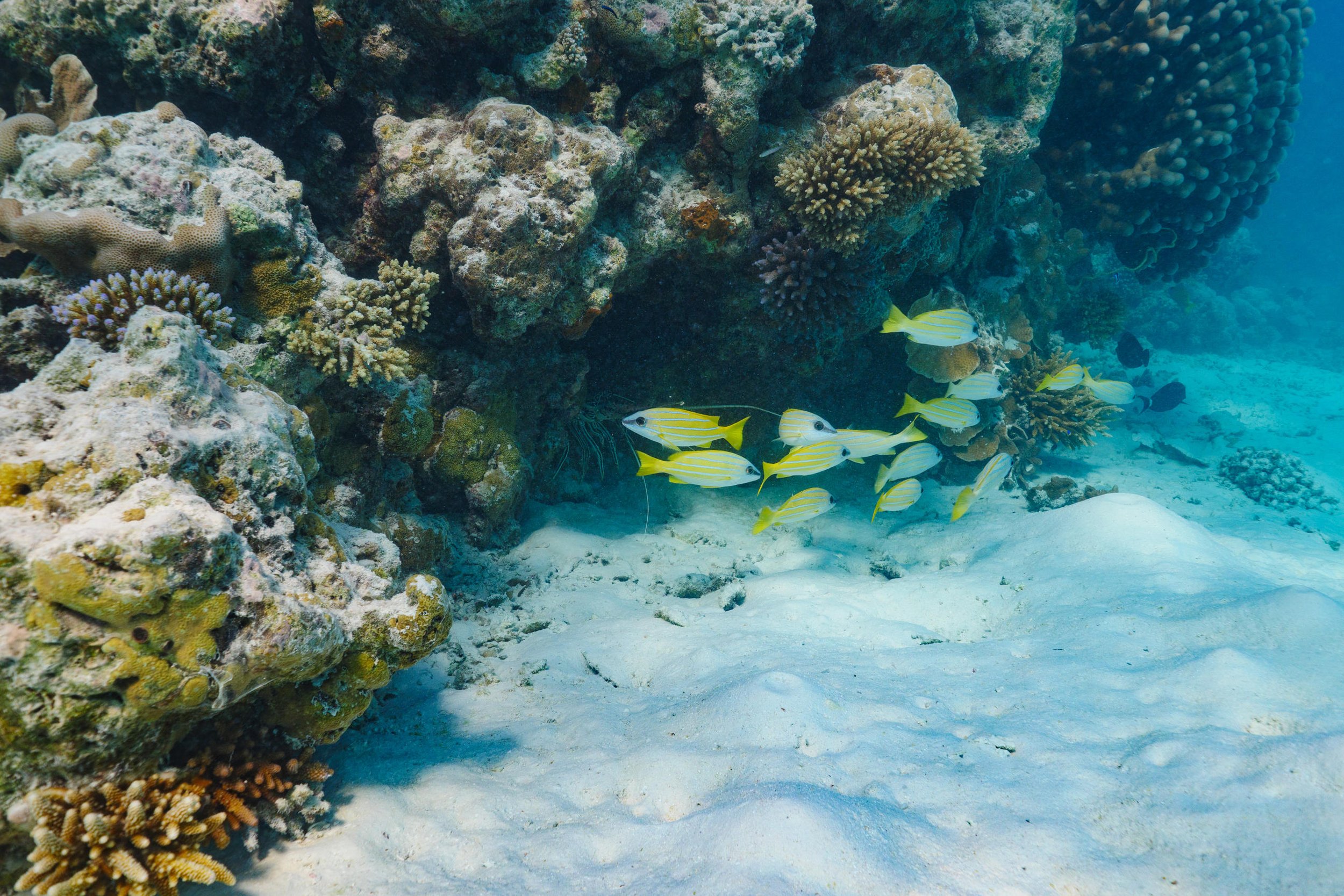 The Ritz-Carlton Maldives, Fari Islands - Underwater