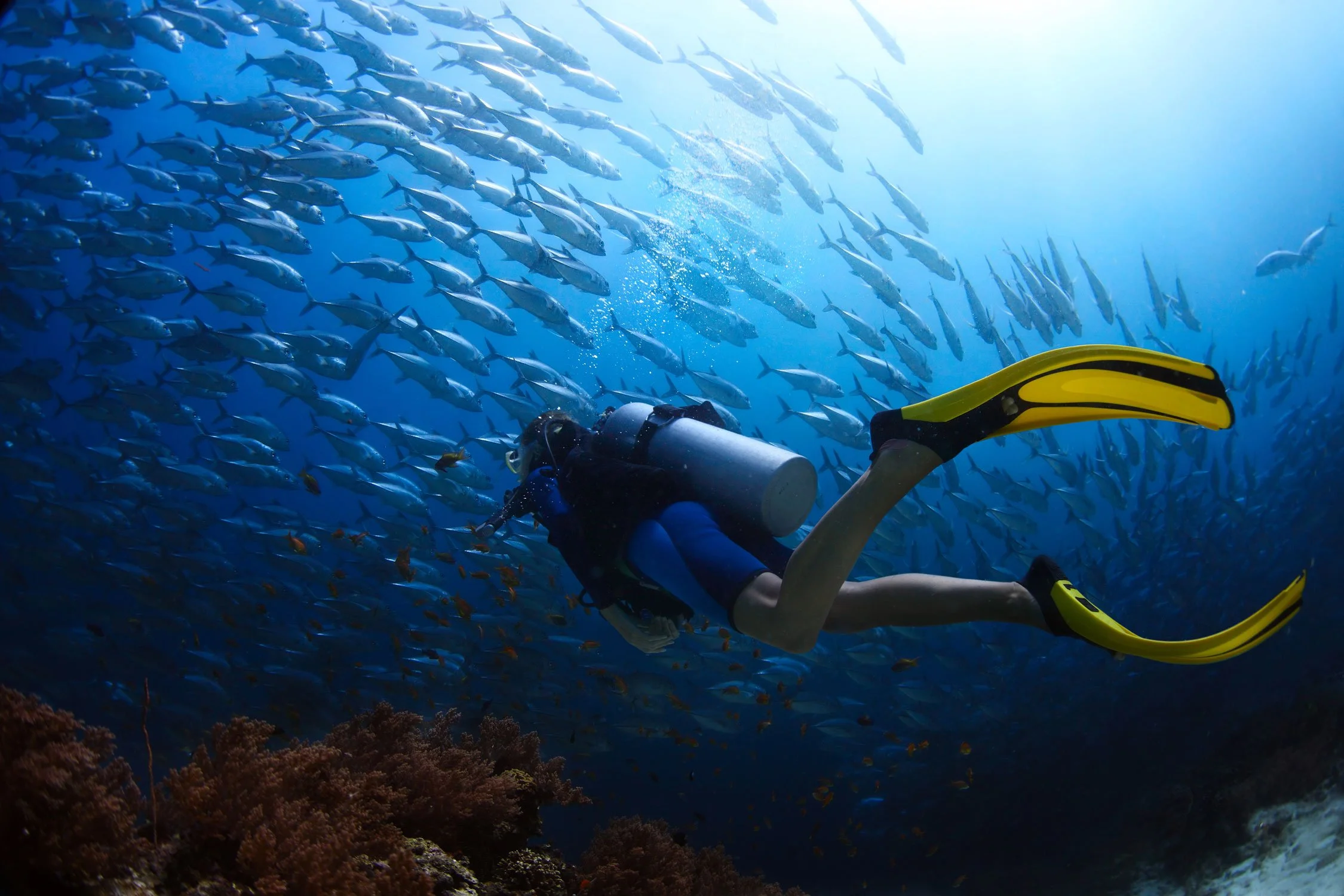 Furaveri Maldives - Scuba Diving