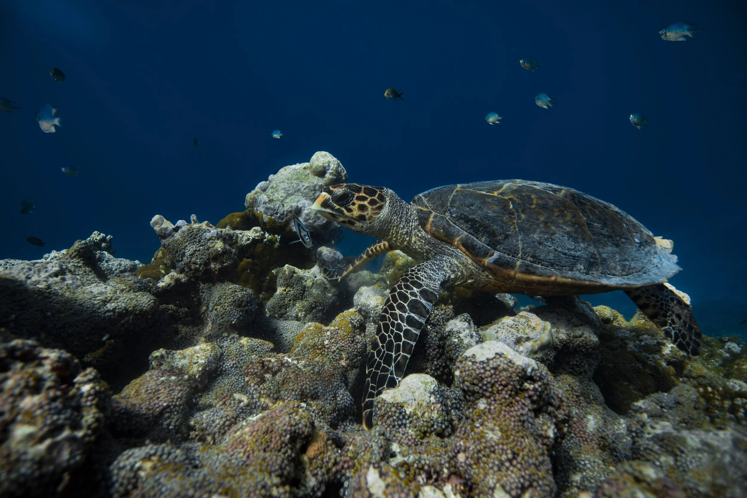 Furaveri Maldives - Snorkeling