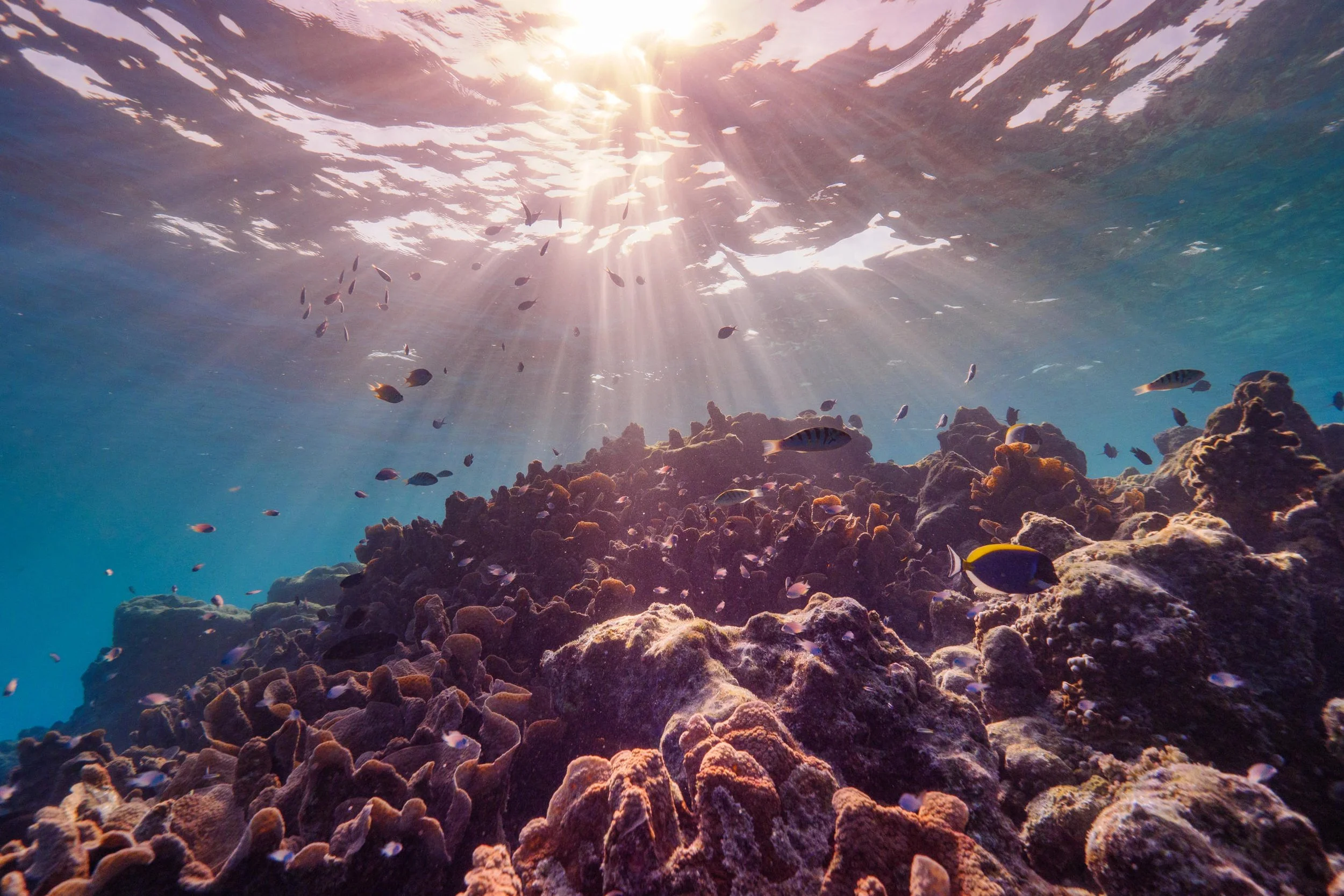 The Ritz-Carlton Maldives, Fari Islands - Underwater