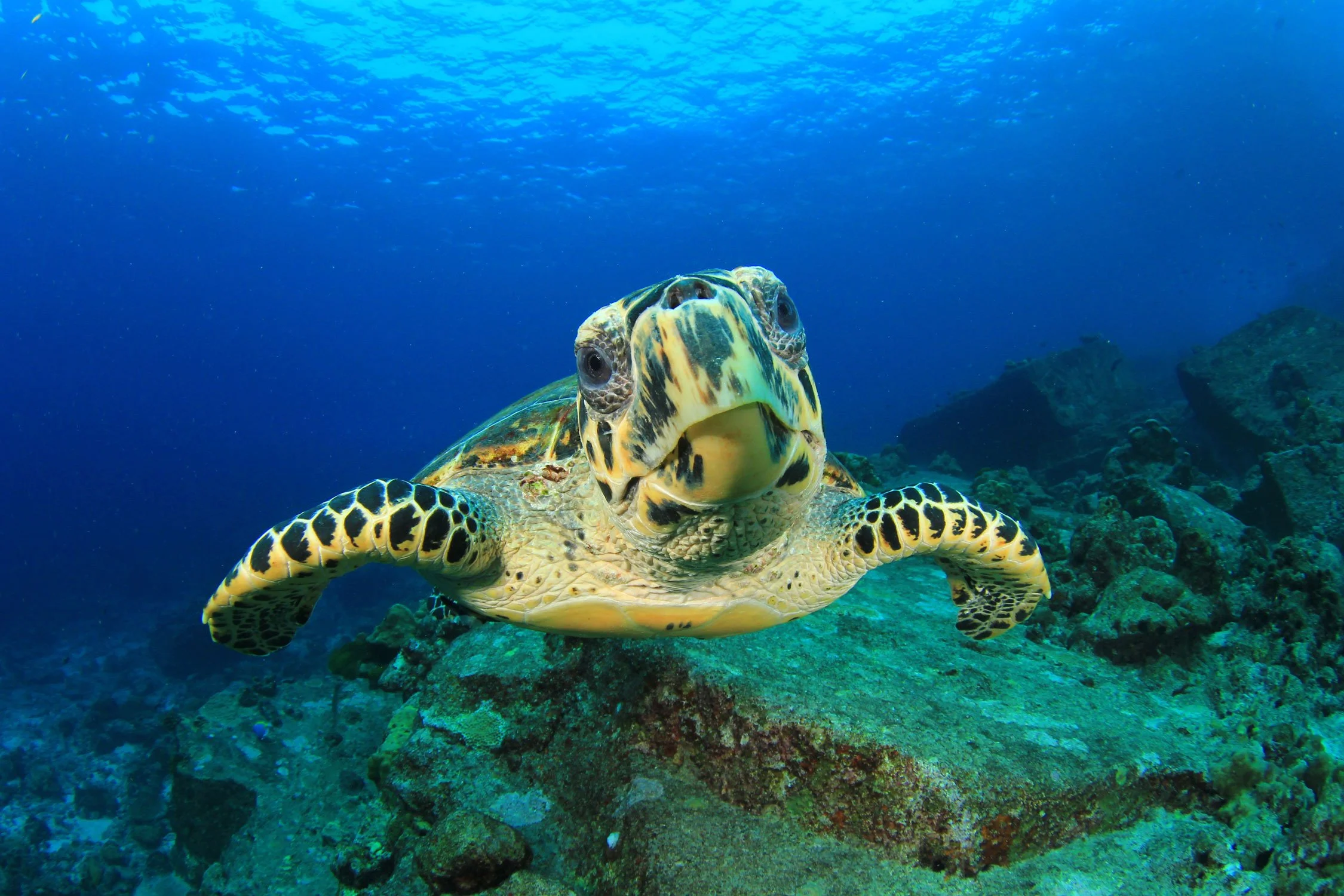 Furaveri Maldives - Scuba Diving