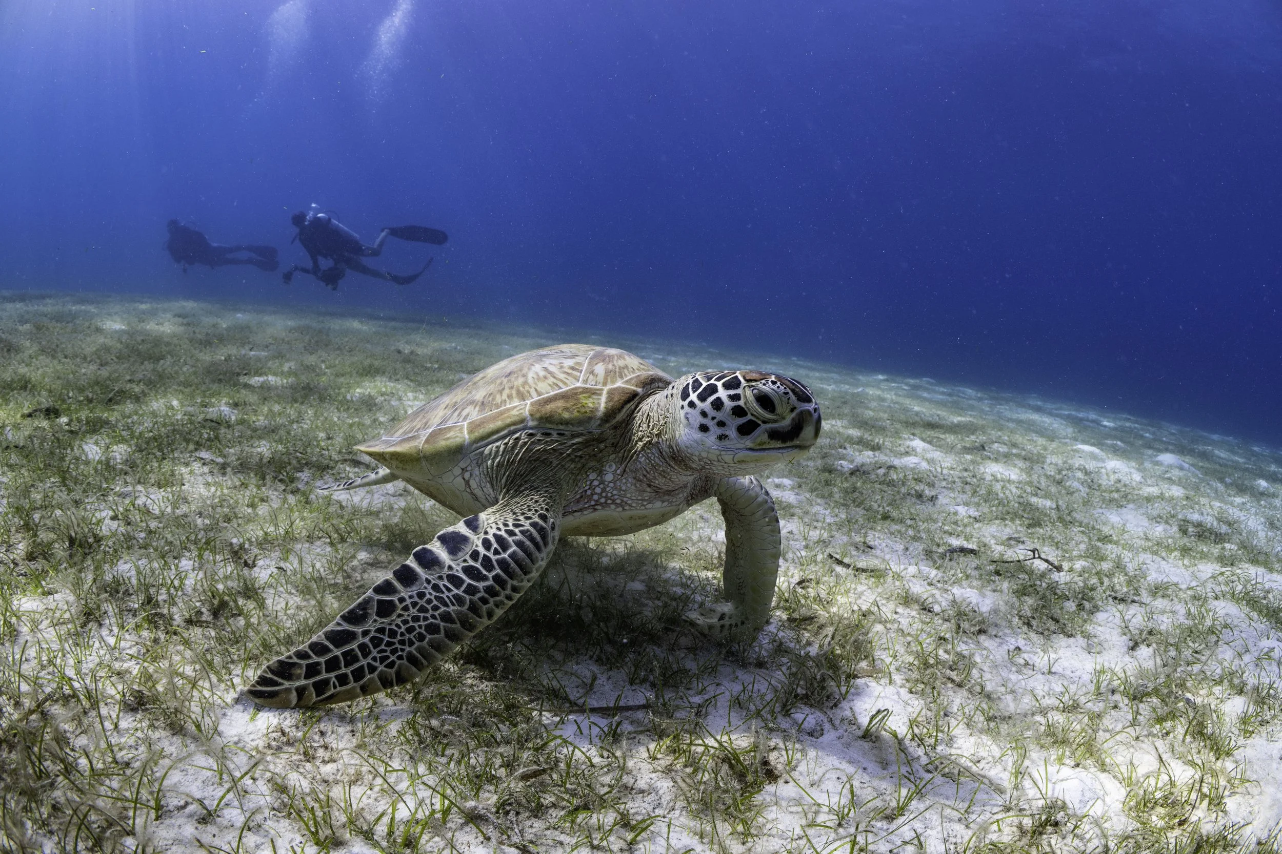Scuba Diving