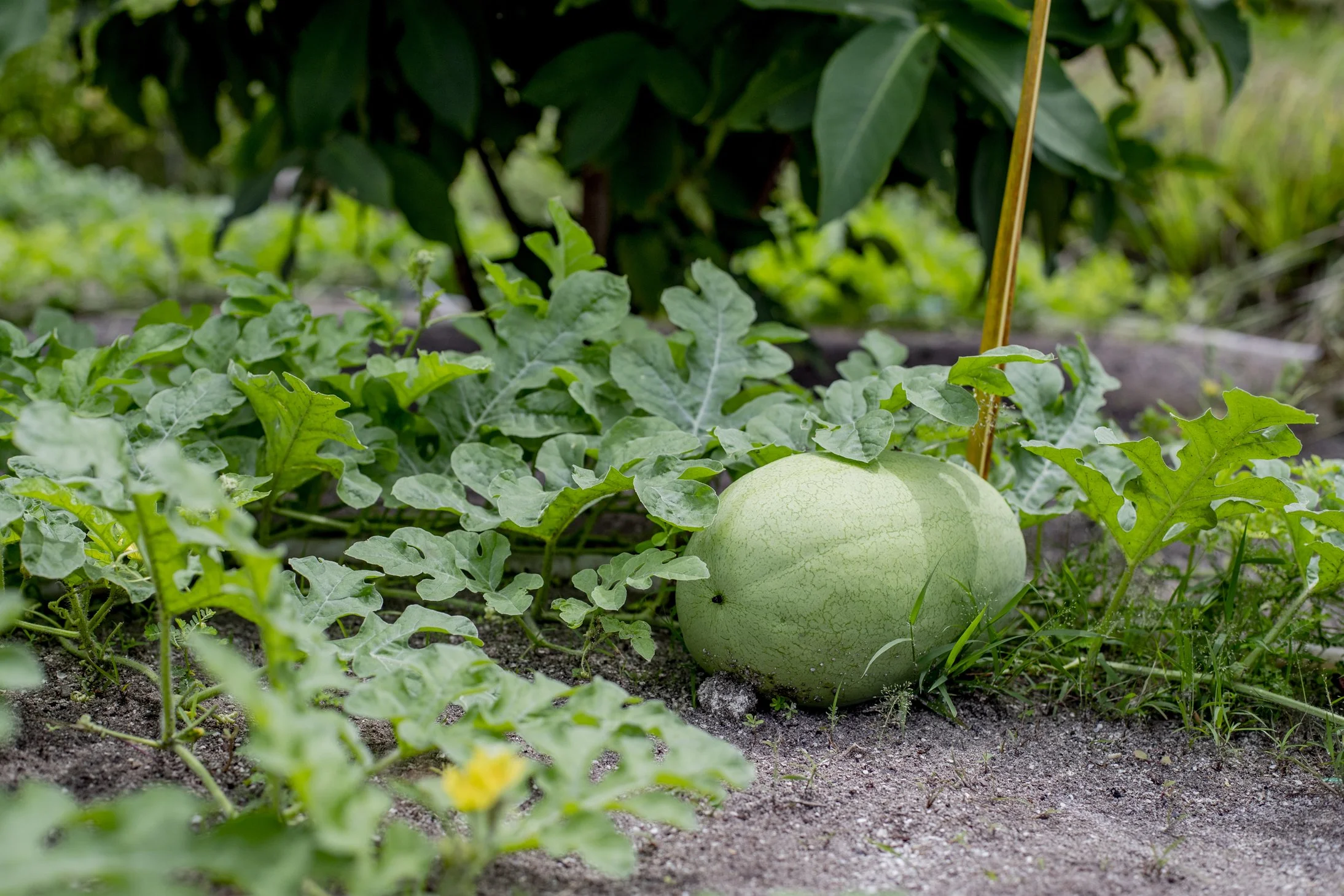 Furaveri Maldives - Chef's Garden