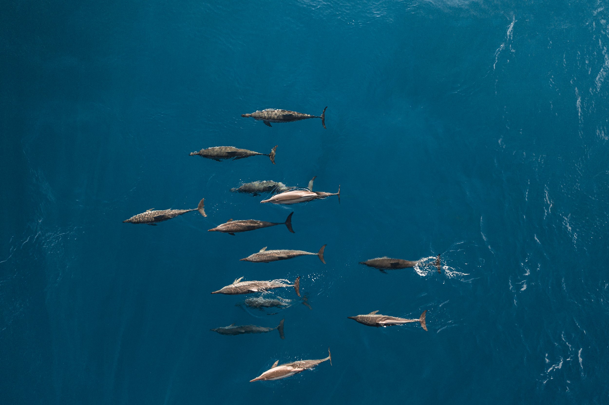 Furaveri Maldives - Dolphin Cruise