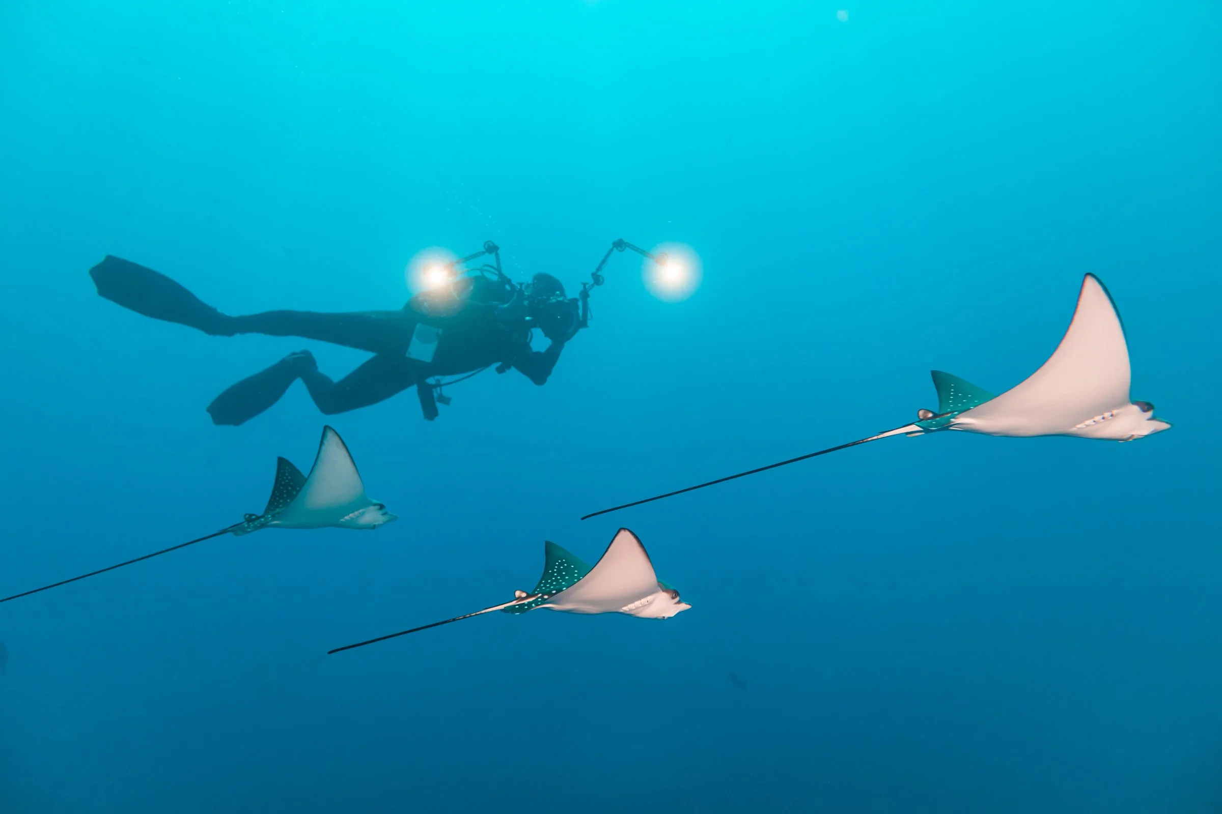 Kuredhivaru Resort & Spa - Diving