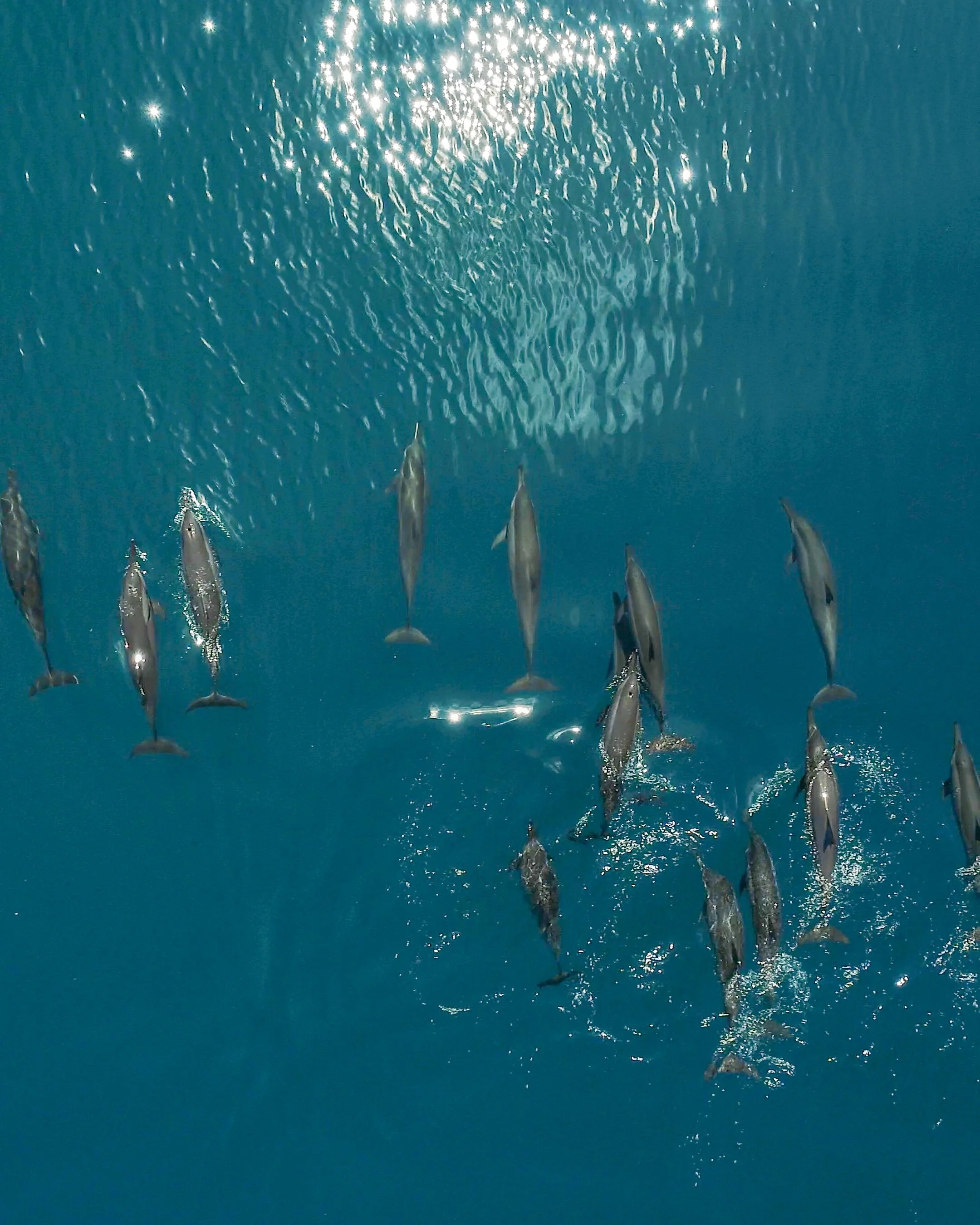 SO / Maldives - Dolphin Cruises