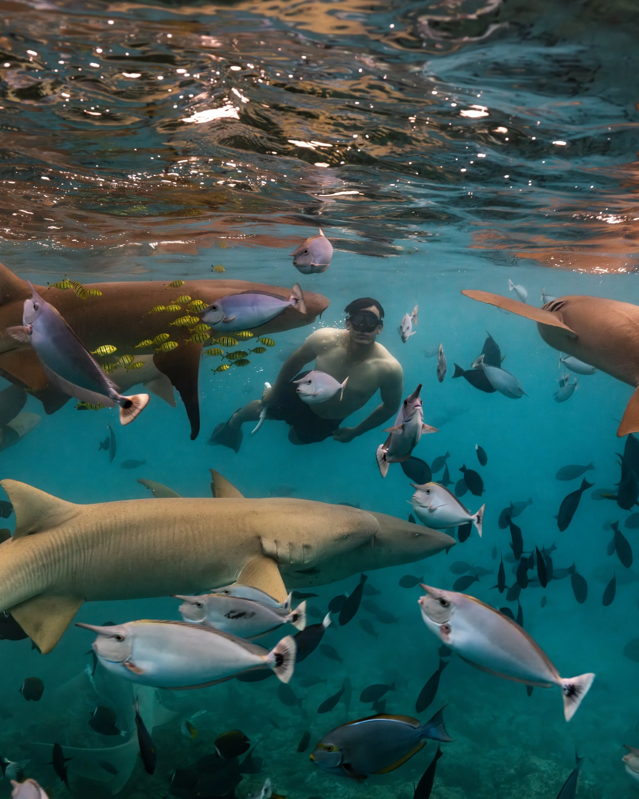 SO / Maldives - Nurse Shark Snorkeling