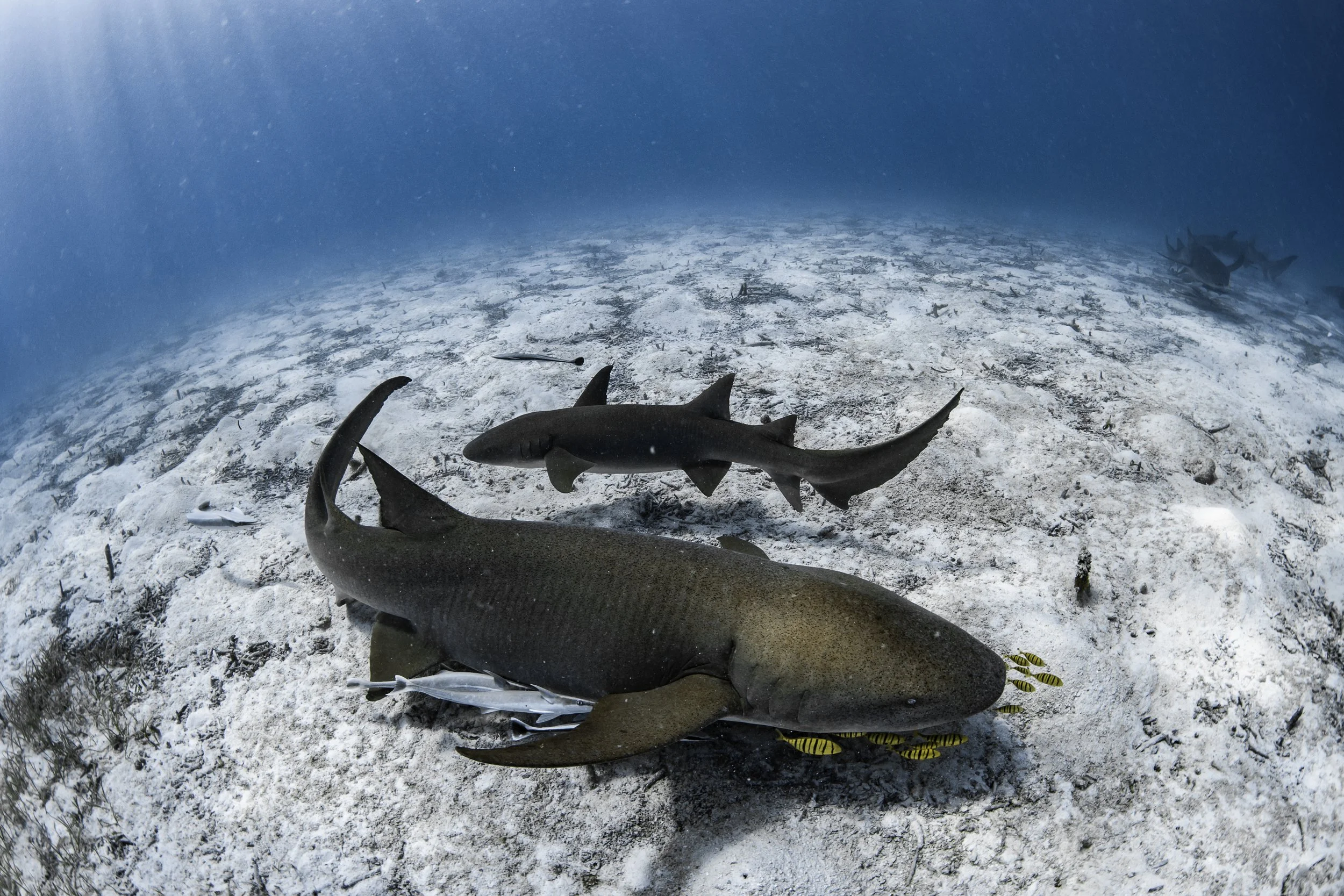 Excursion - Snorkeling