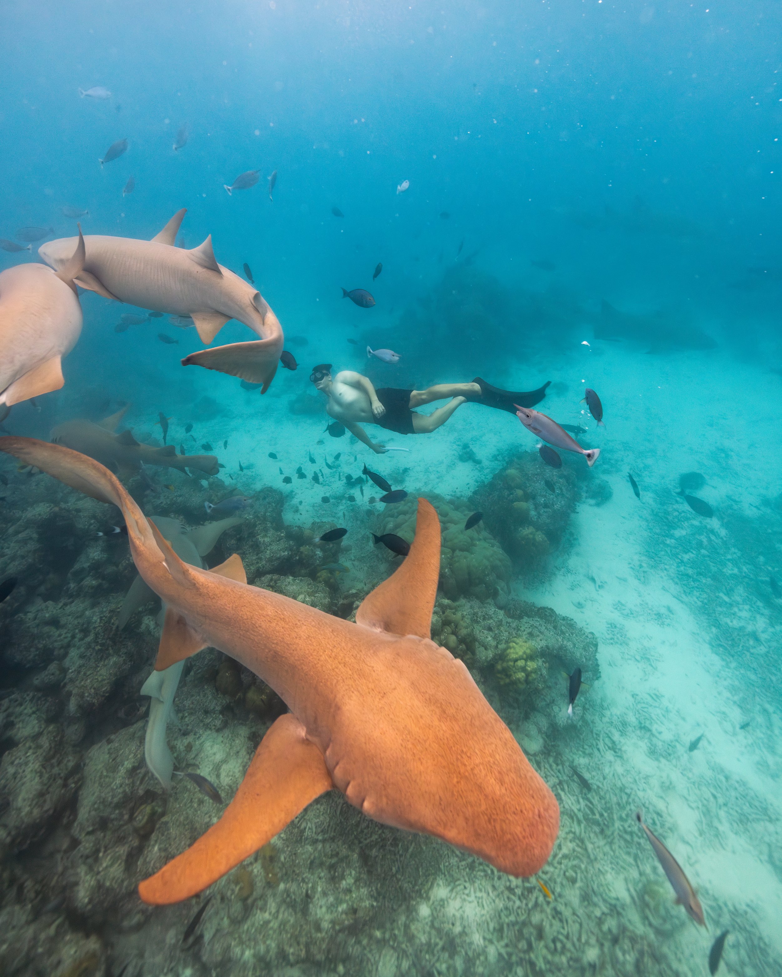 SO / Maldives - Nurse Shark Snorkeling