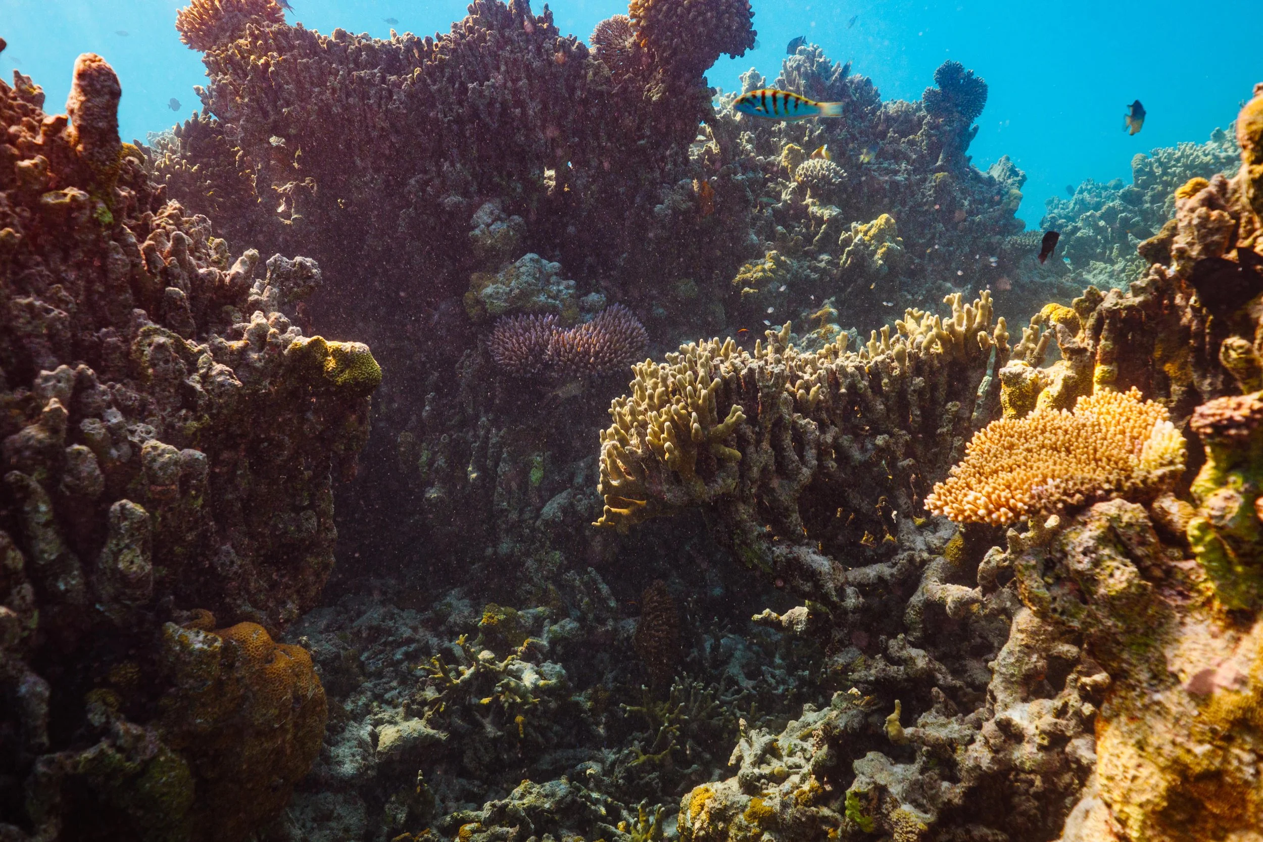 The Ritz-Carlton Maldives, Fari Islands - Underwater