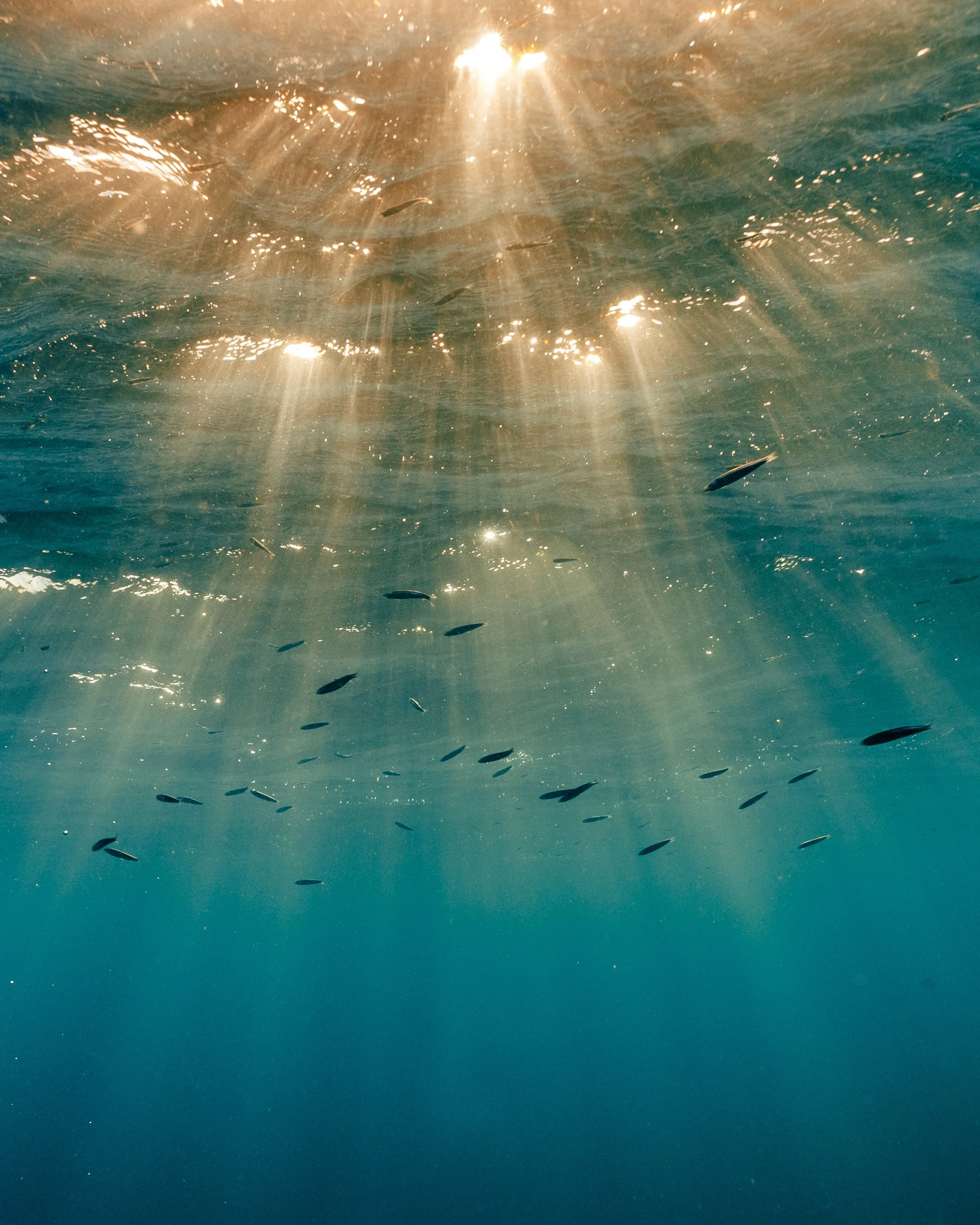 SO / Maldives - Snorkeling