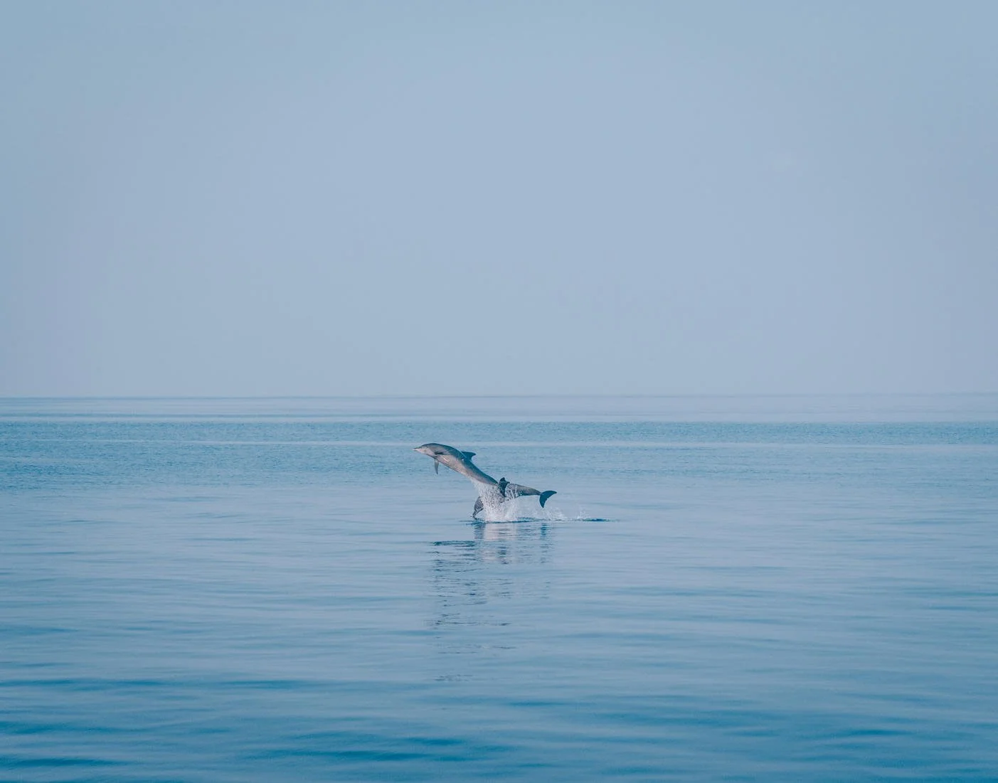 Joali Being Joali Being - Dolphin Cruise