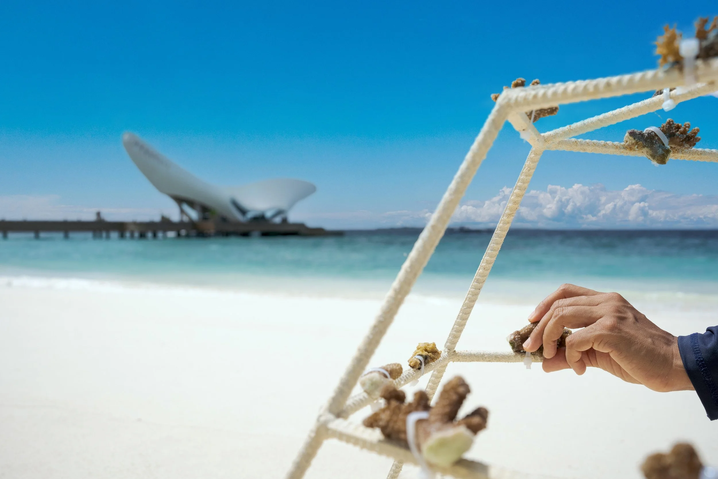 Joali Being - Coral Planting