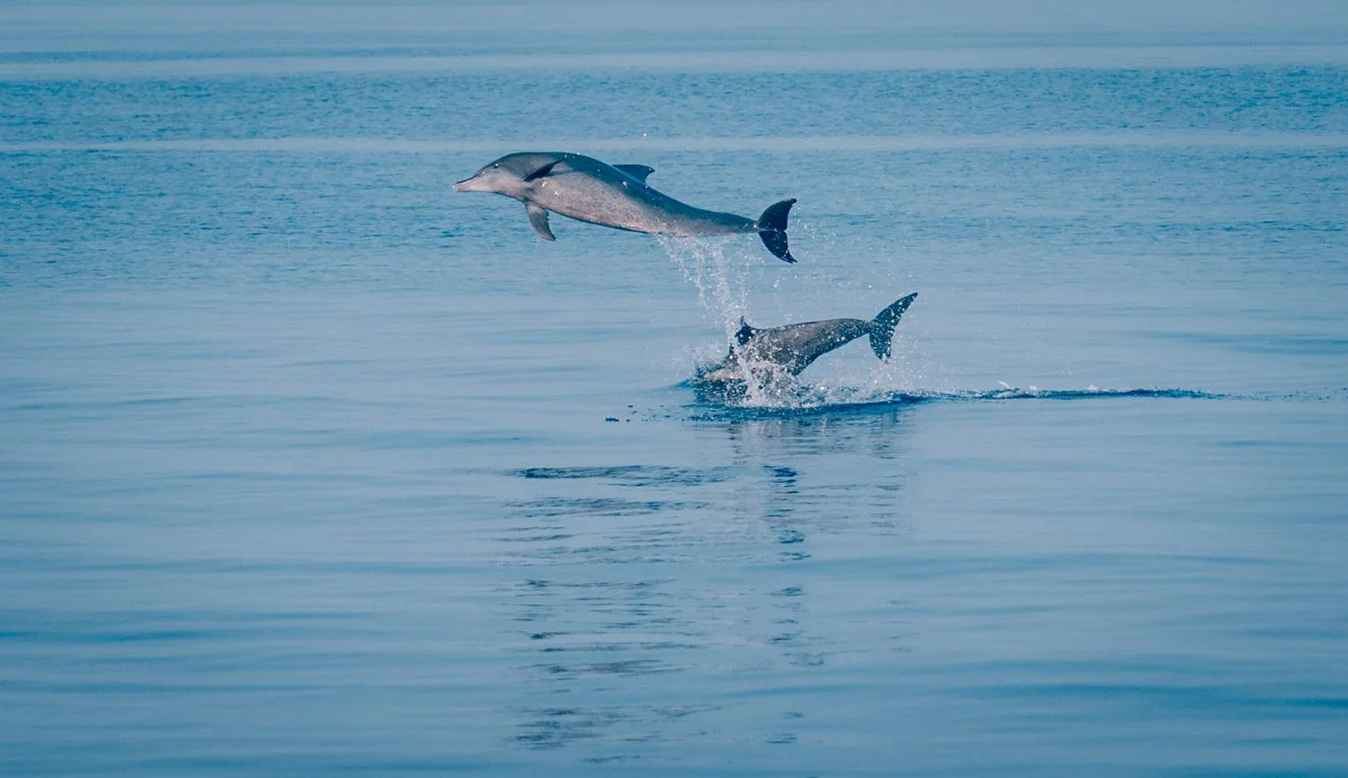 Joali Being - Dolphin Cruise