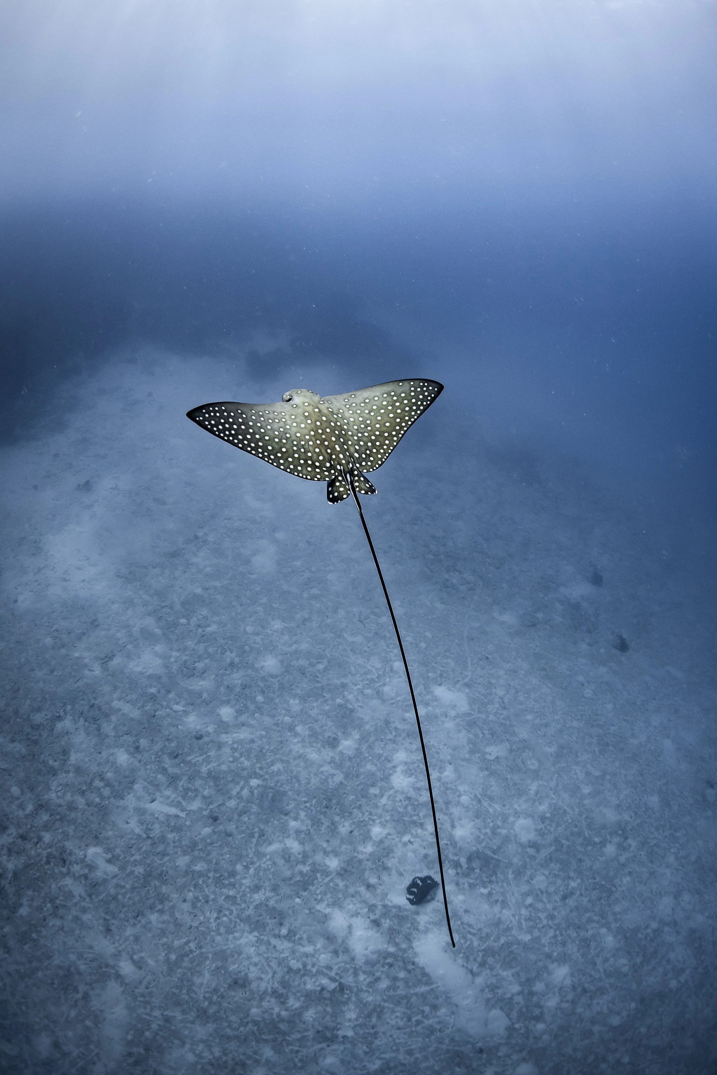 Excursion - Snorkeling