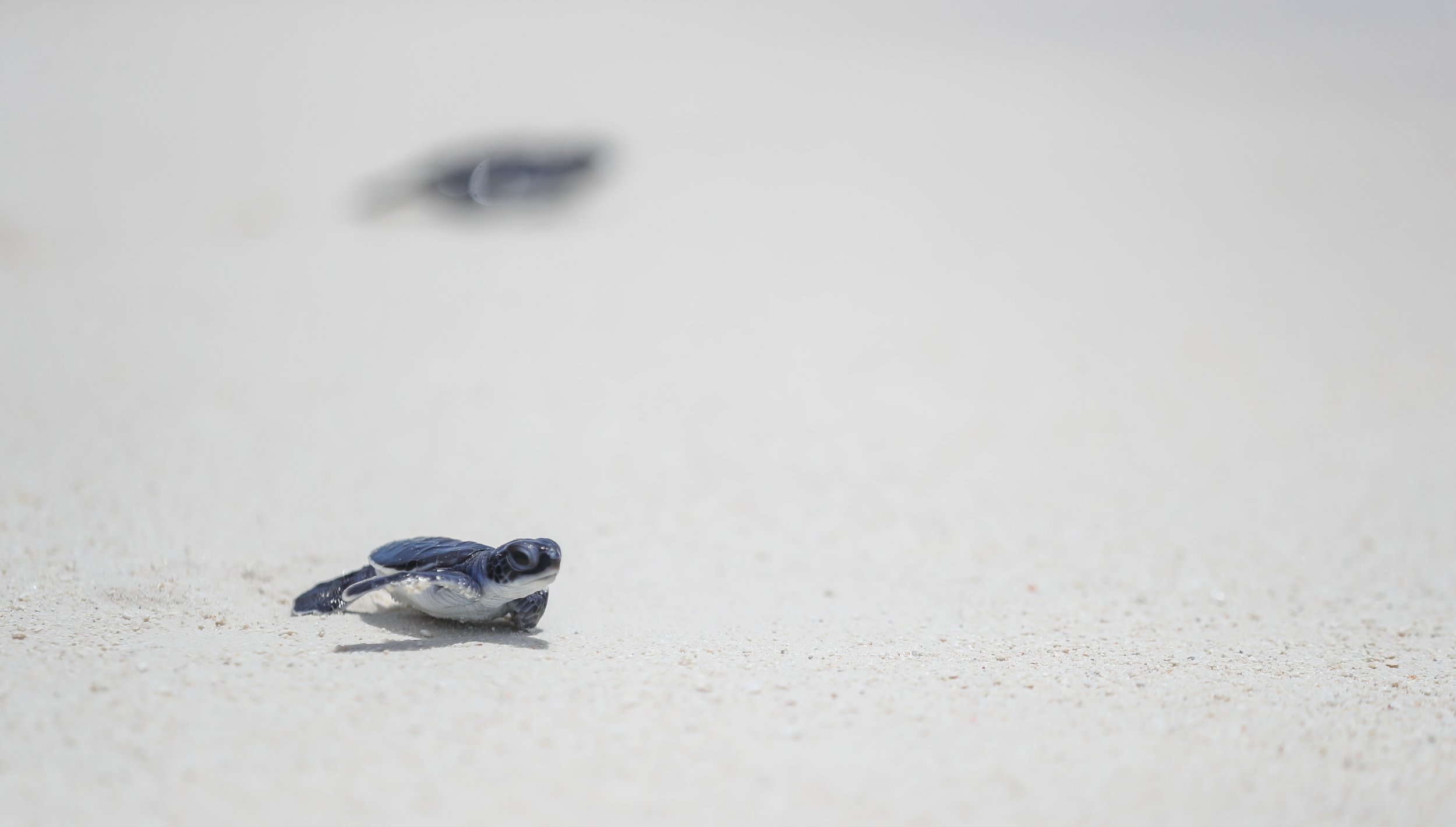 Furaveri Maldives - Turtles