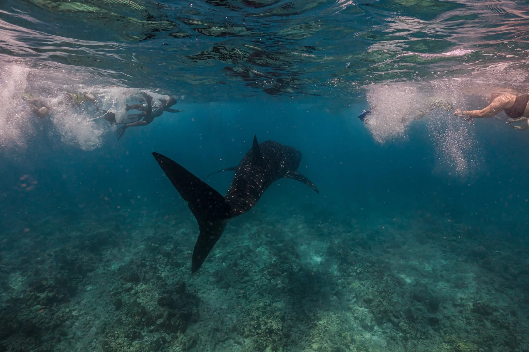 Whaleshark Excursion _ 02.jpg