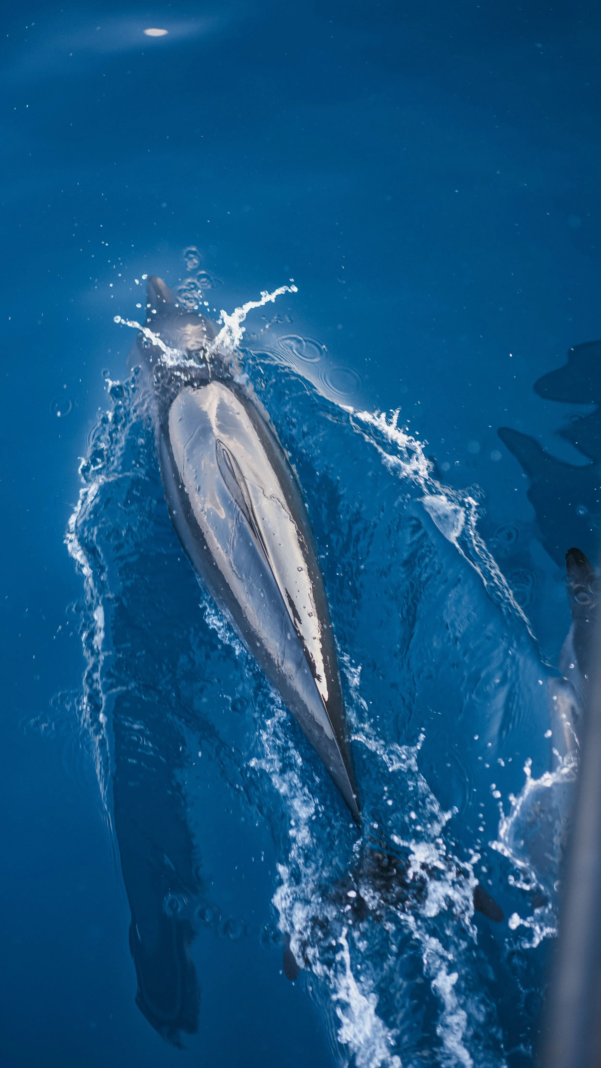 Excursion - Dolphin Cruise