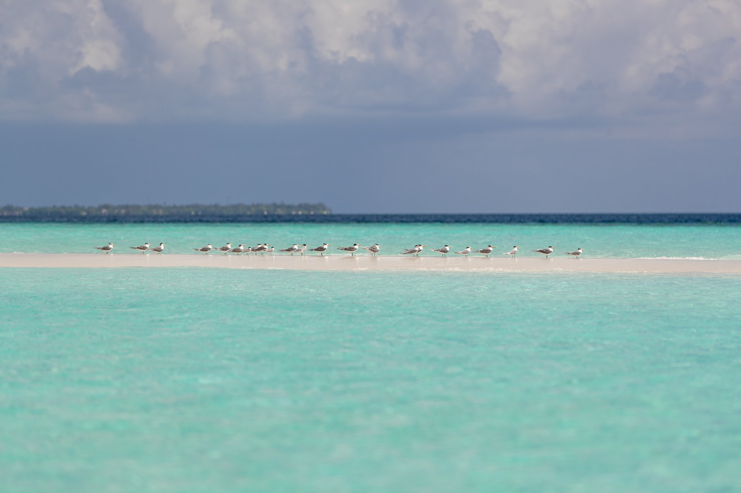 Furaveri Maldives - Sand Bank