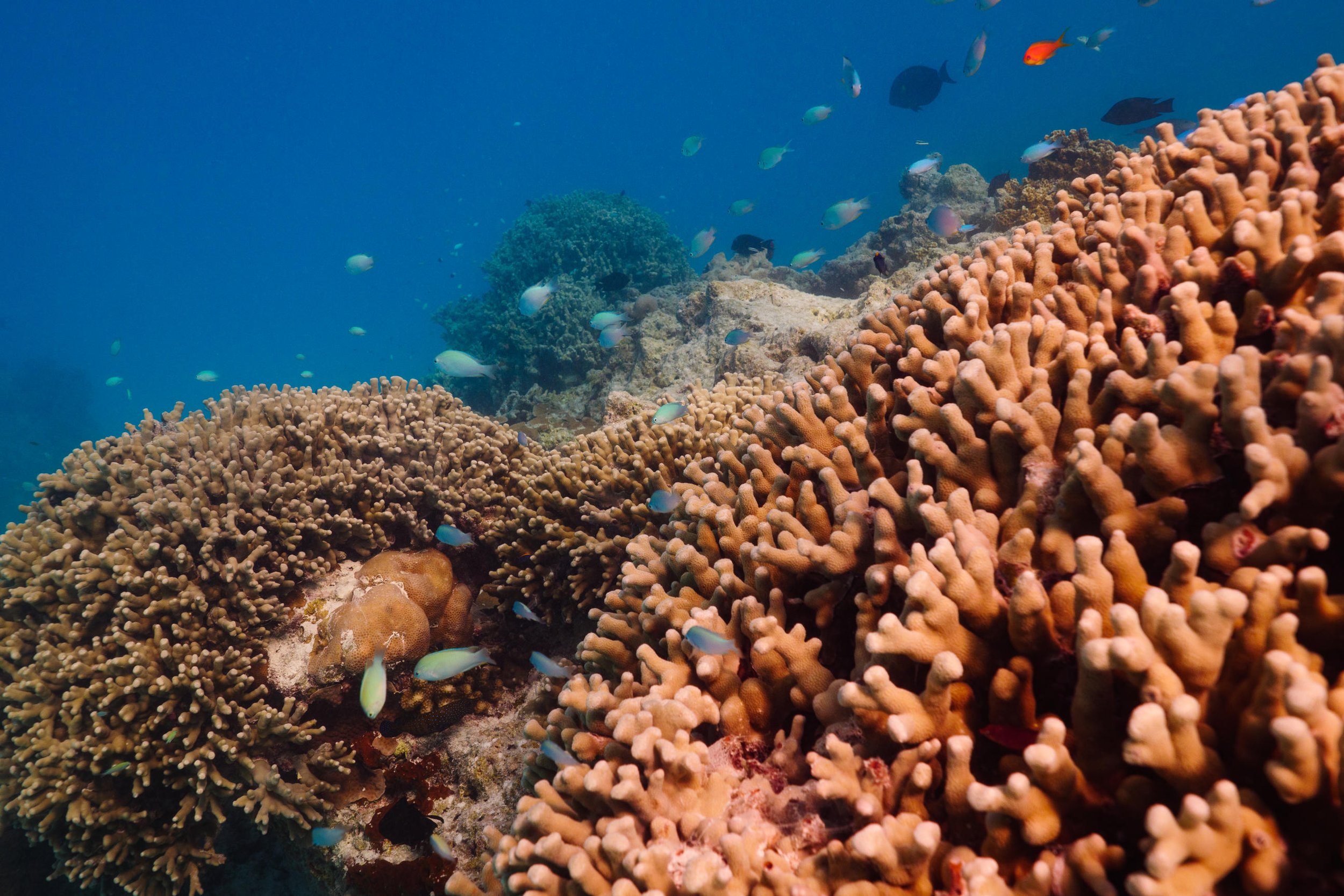 The Ritz-Carlton Maldives, Fari Islands - Underwater