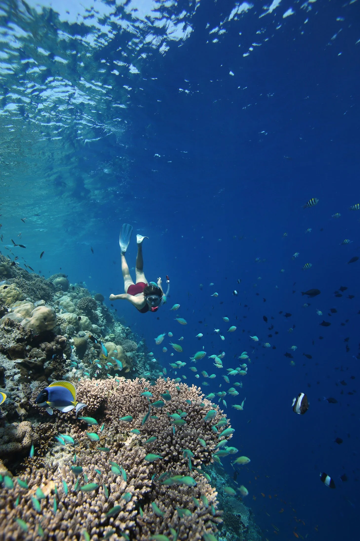Anantara Kihavah - Snorkelling House Reef Diversity-1459x2188.jpg