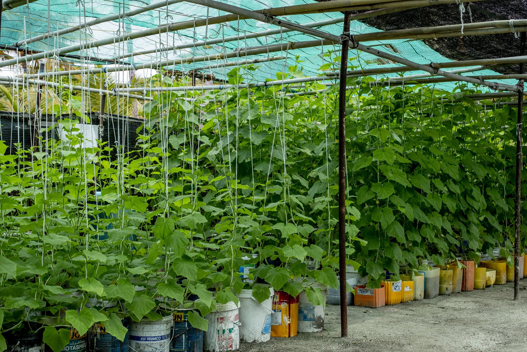 Furaveri Maldives - Chef's Garden