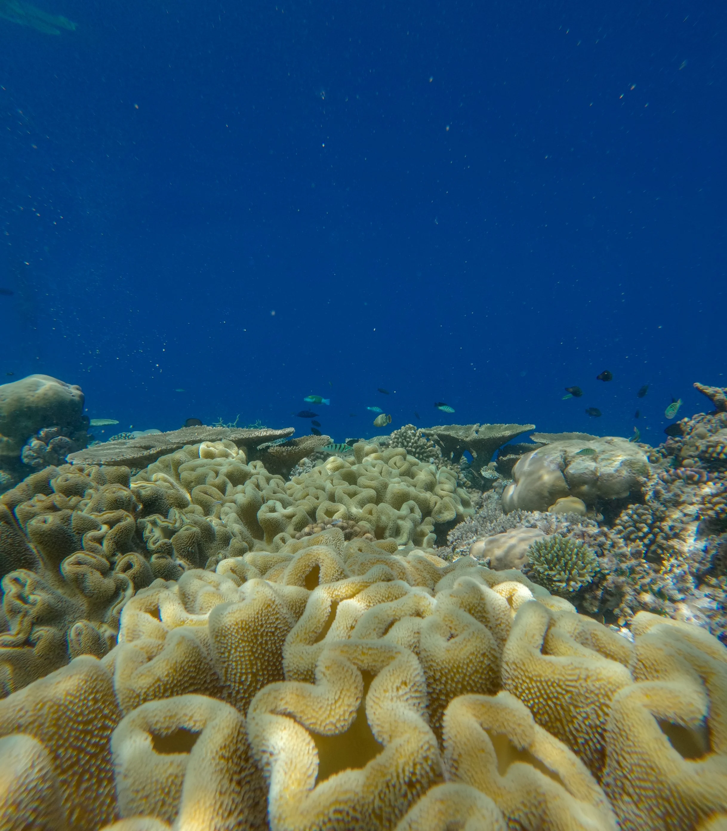 SO / Maldives - Snorkeling House Reefs