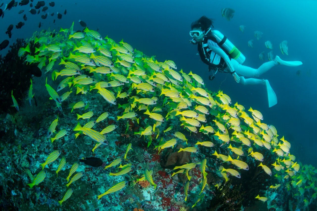Alila Kothaifaru - Diving