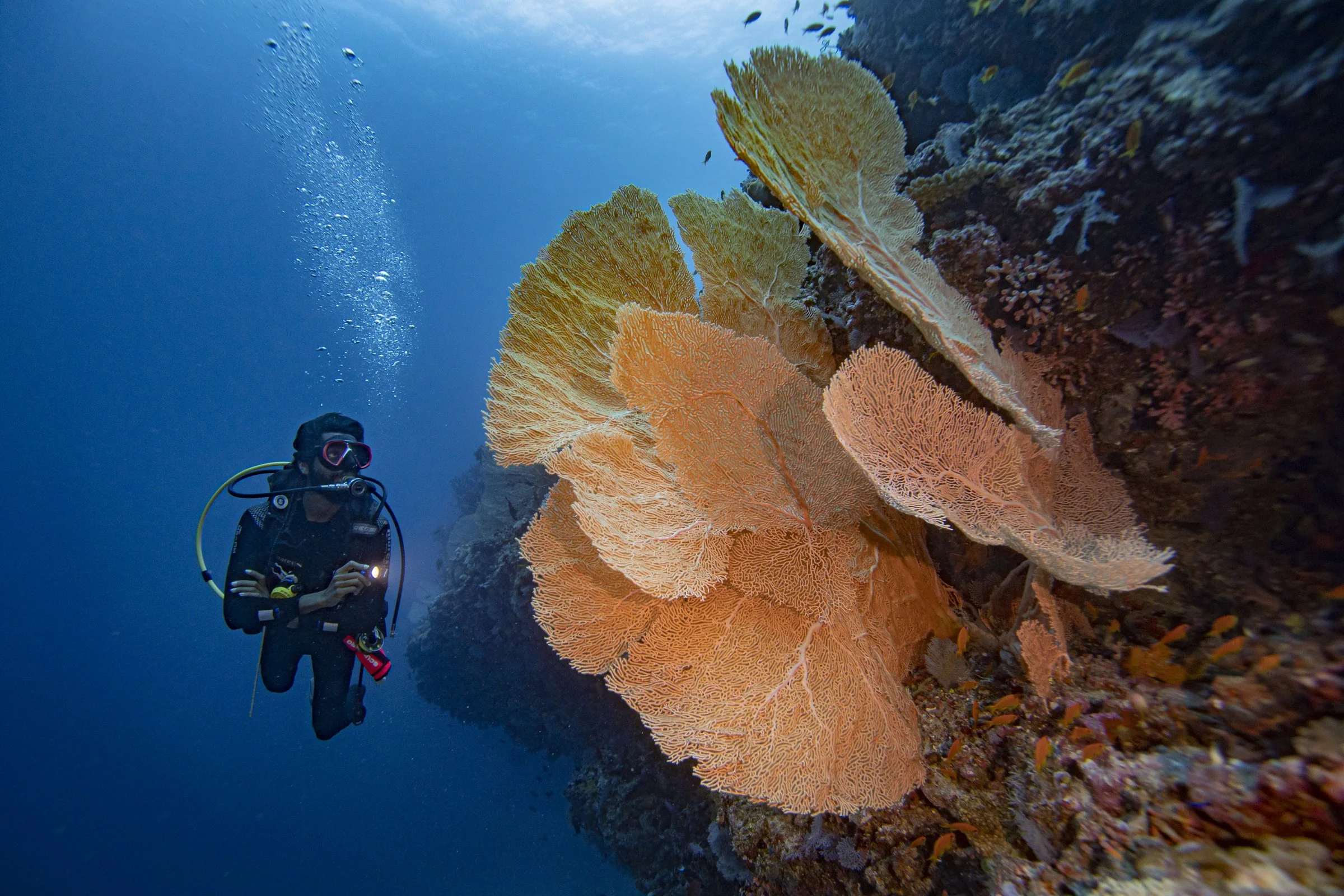 Kuredhivaru Resort & Spa - Diving