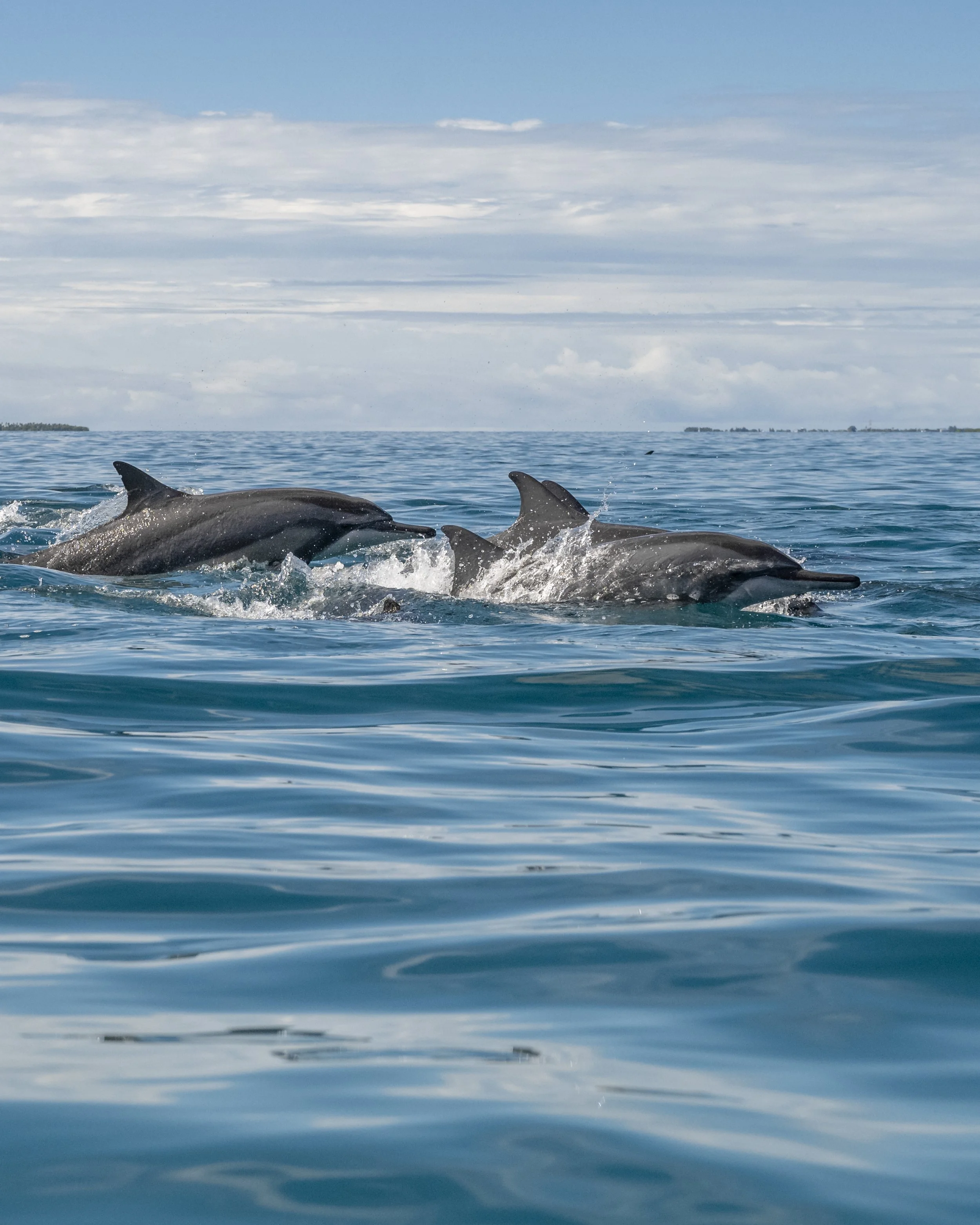 Kuredhivaru Resort & Spa - Dolphin Cruise