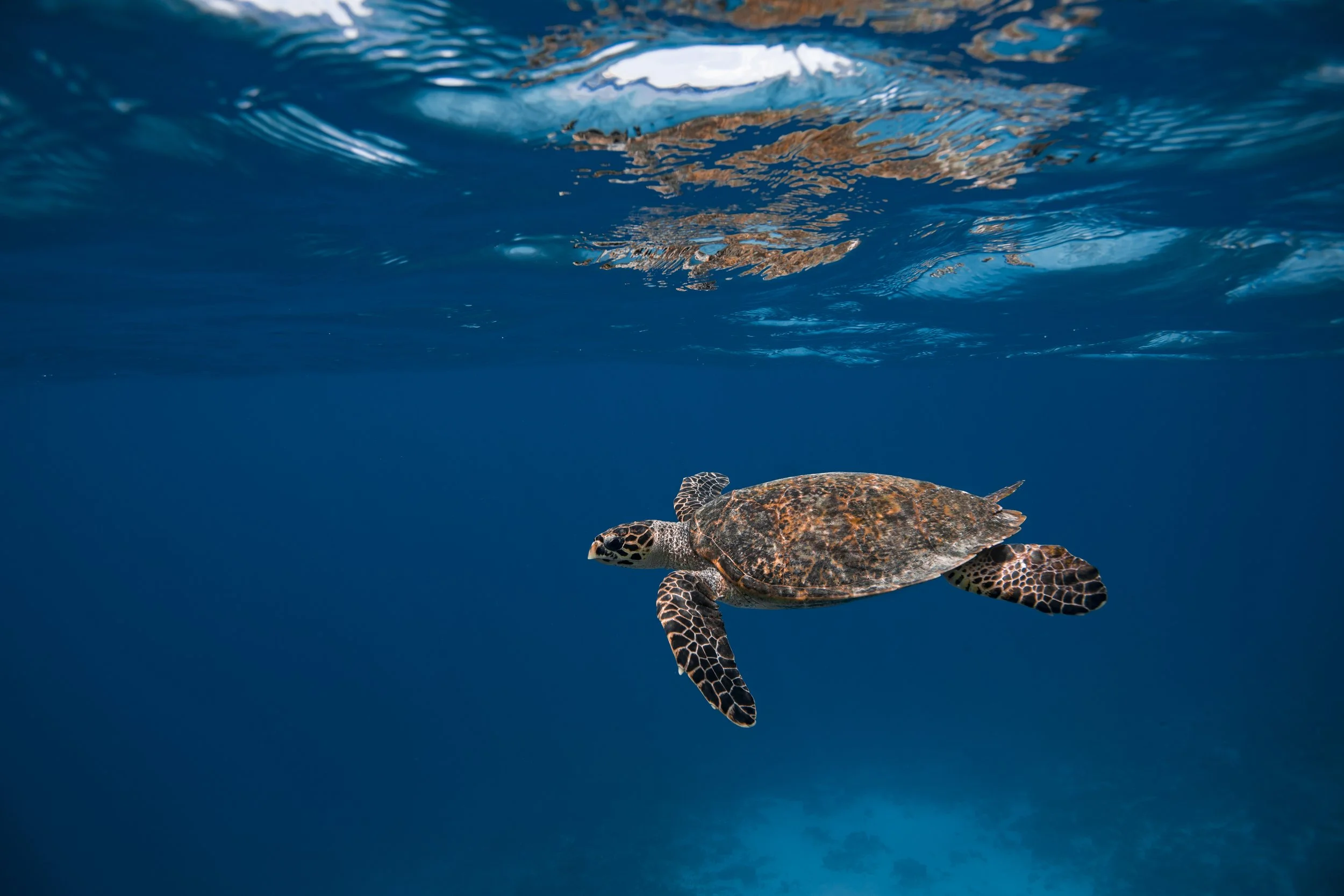 Furaveri Maldives - Snorkeling