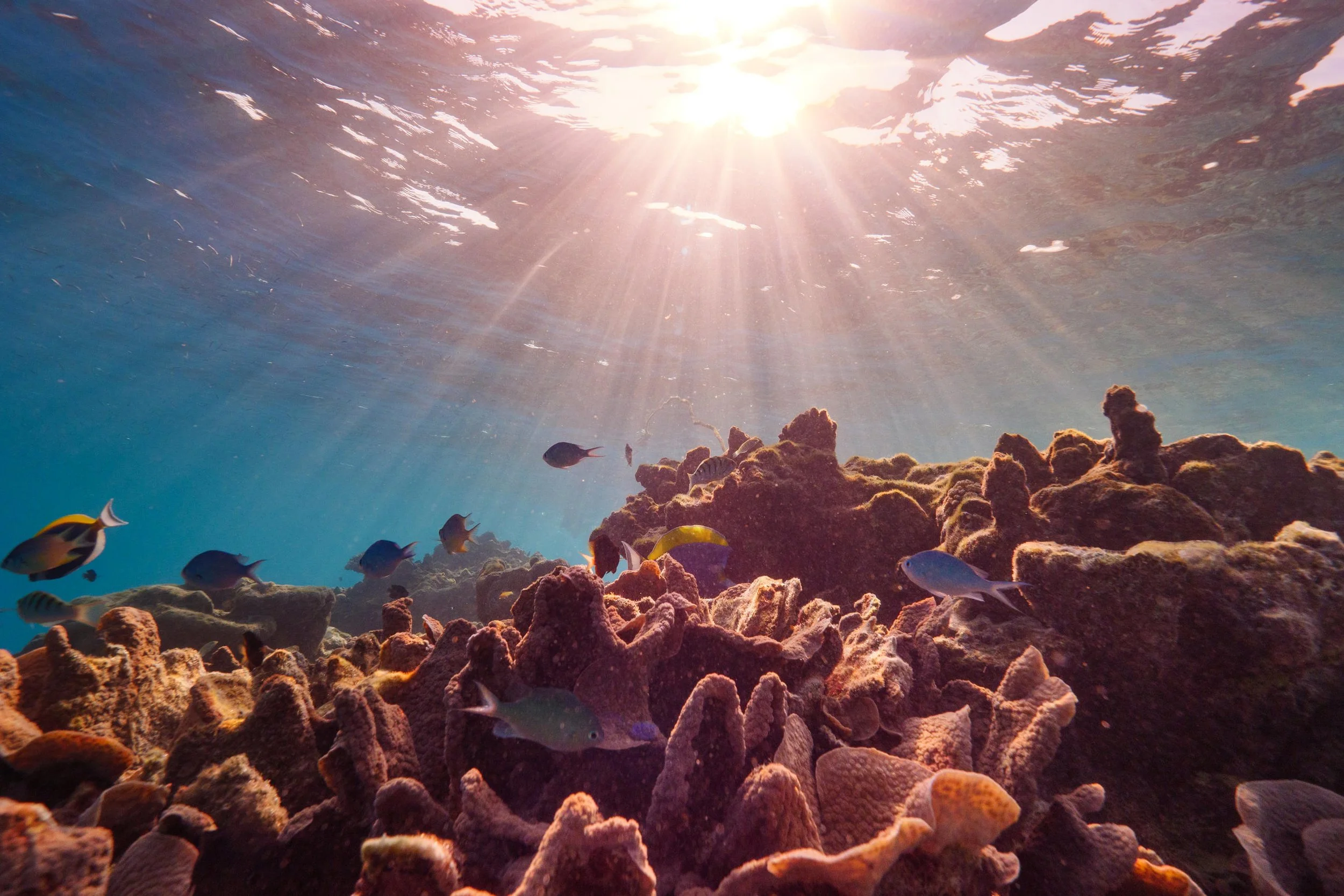 The Ritz-Carlton Maldives, Fari Islands - Underwater