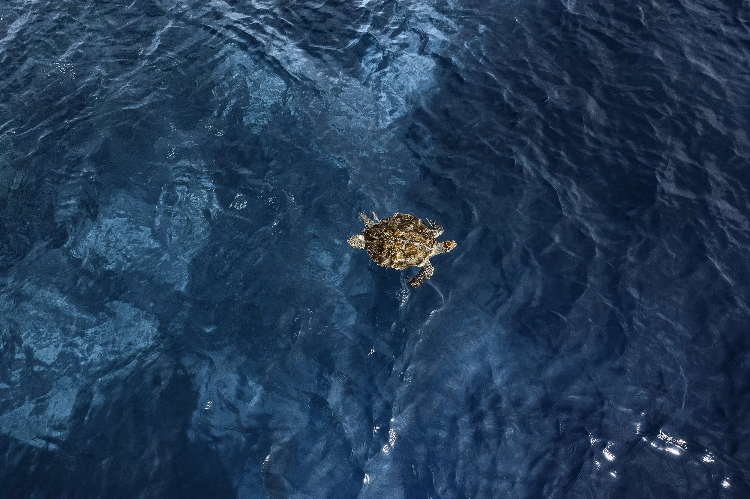 Excursion - Snorkeling