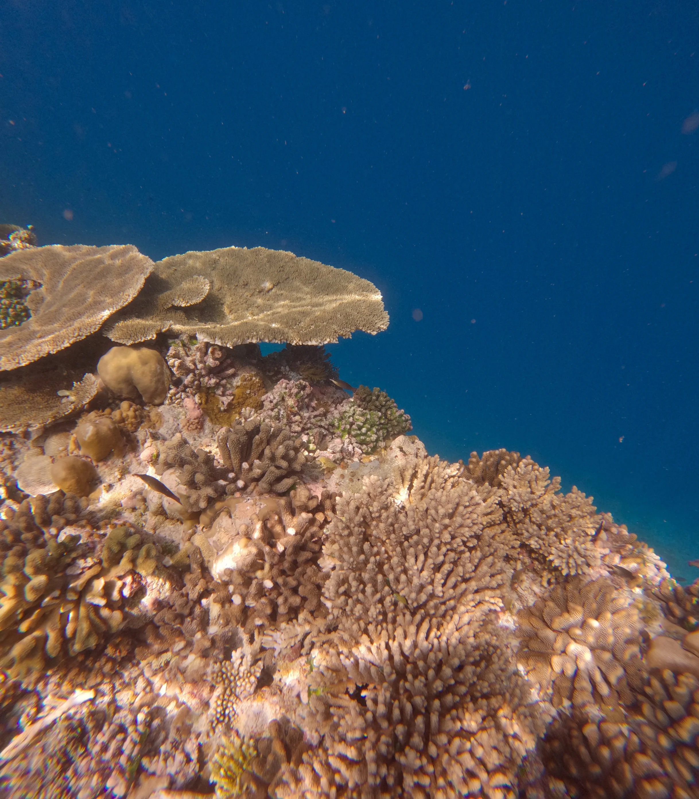 SO / Maldives - Snorkeling House Reefs