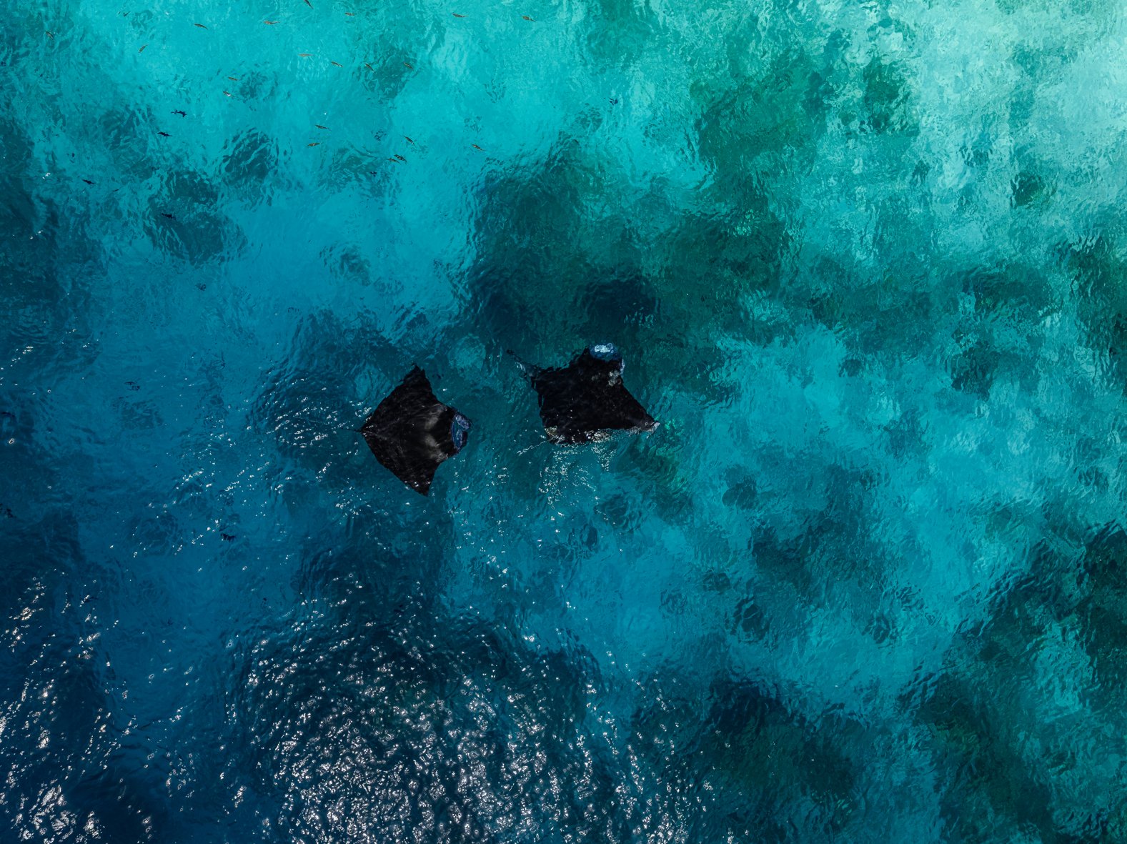 SSOV_Manta Excursion_2024-18.jpg