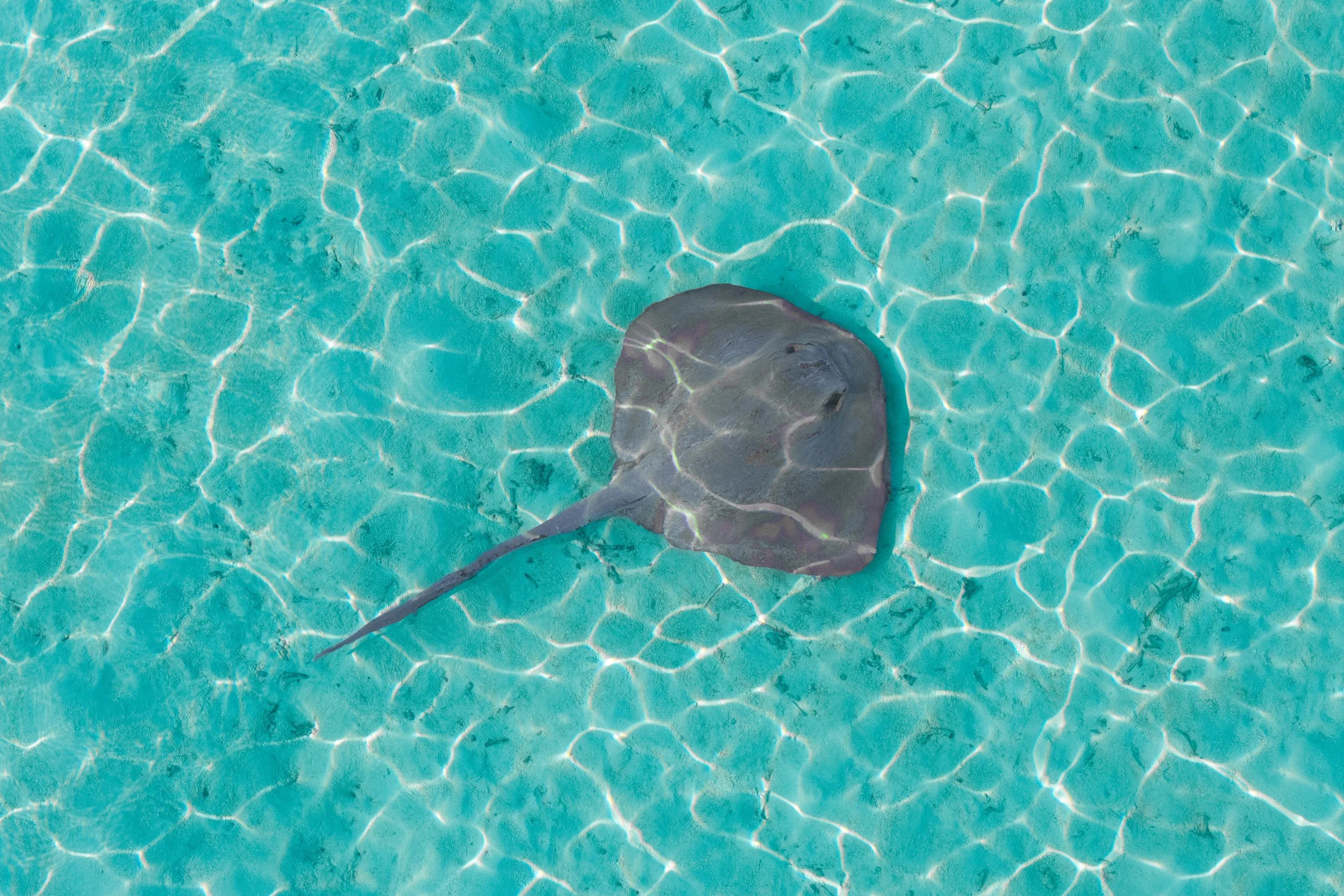 SO / Maldives - Snorkeling