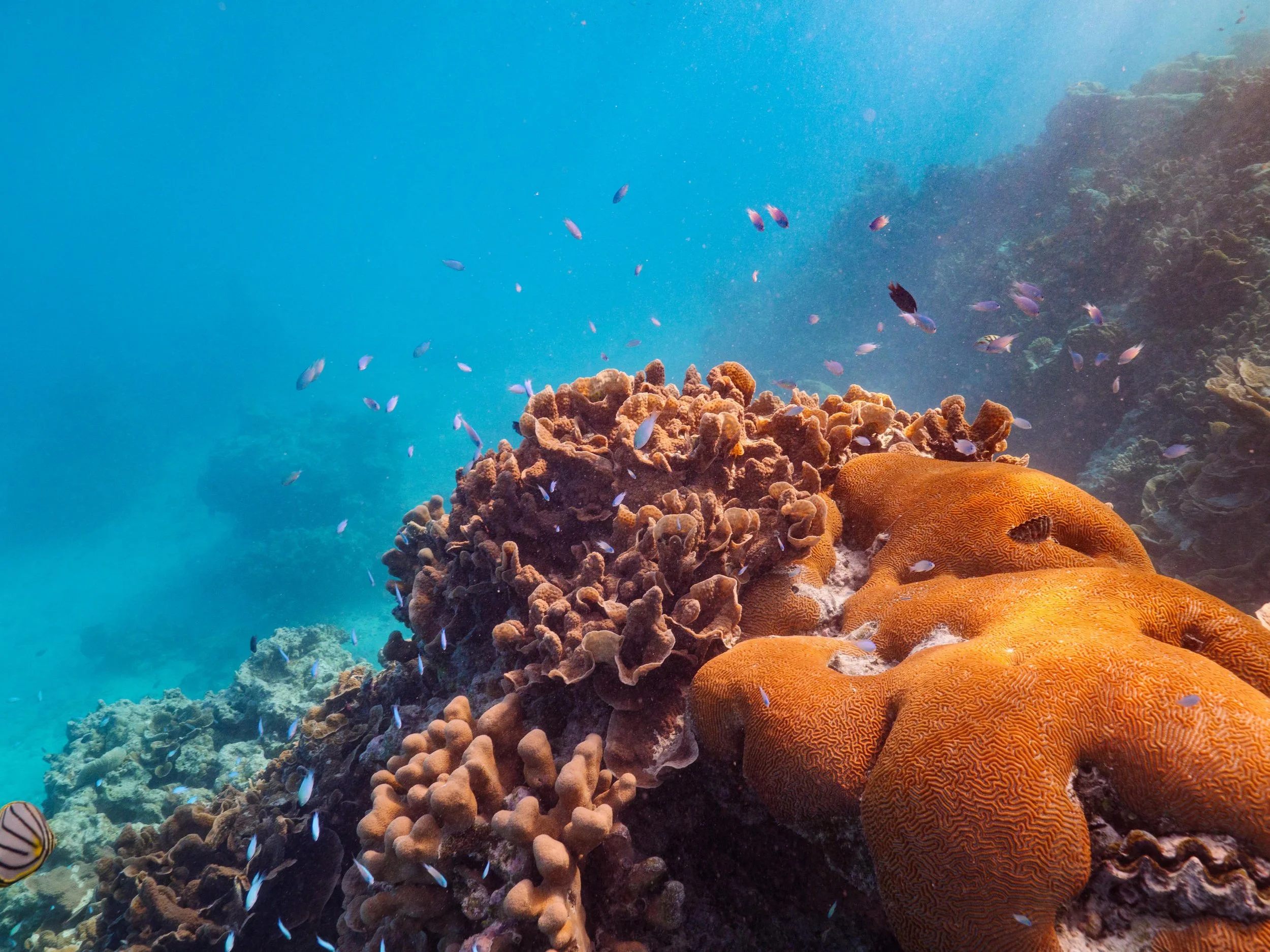 The Ritz-Carlton Maldives, Fari Islands - Underwater