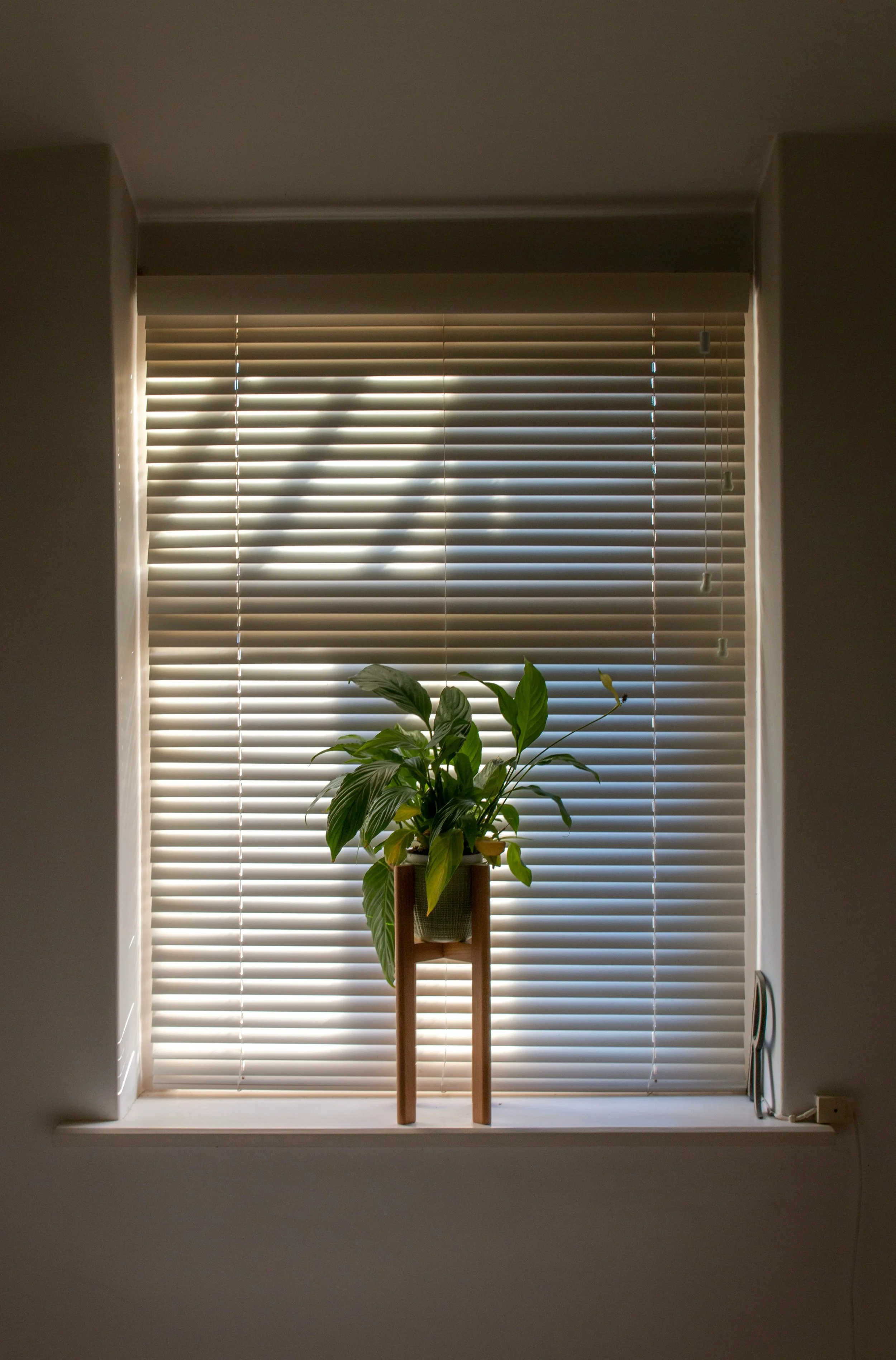 Sonnenschutz Jalousie mit einer Pflanze