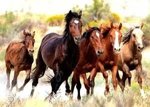 brumbies.jpeg
