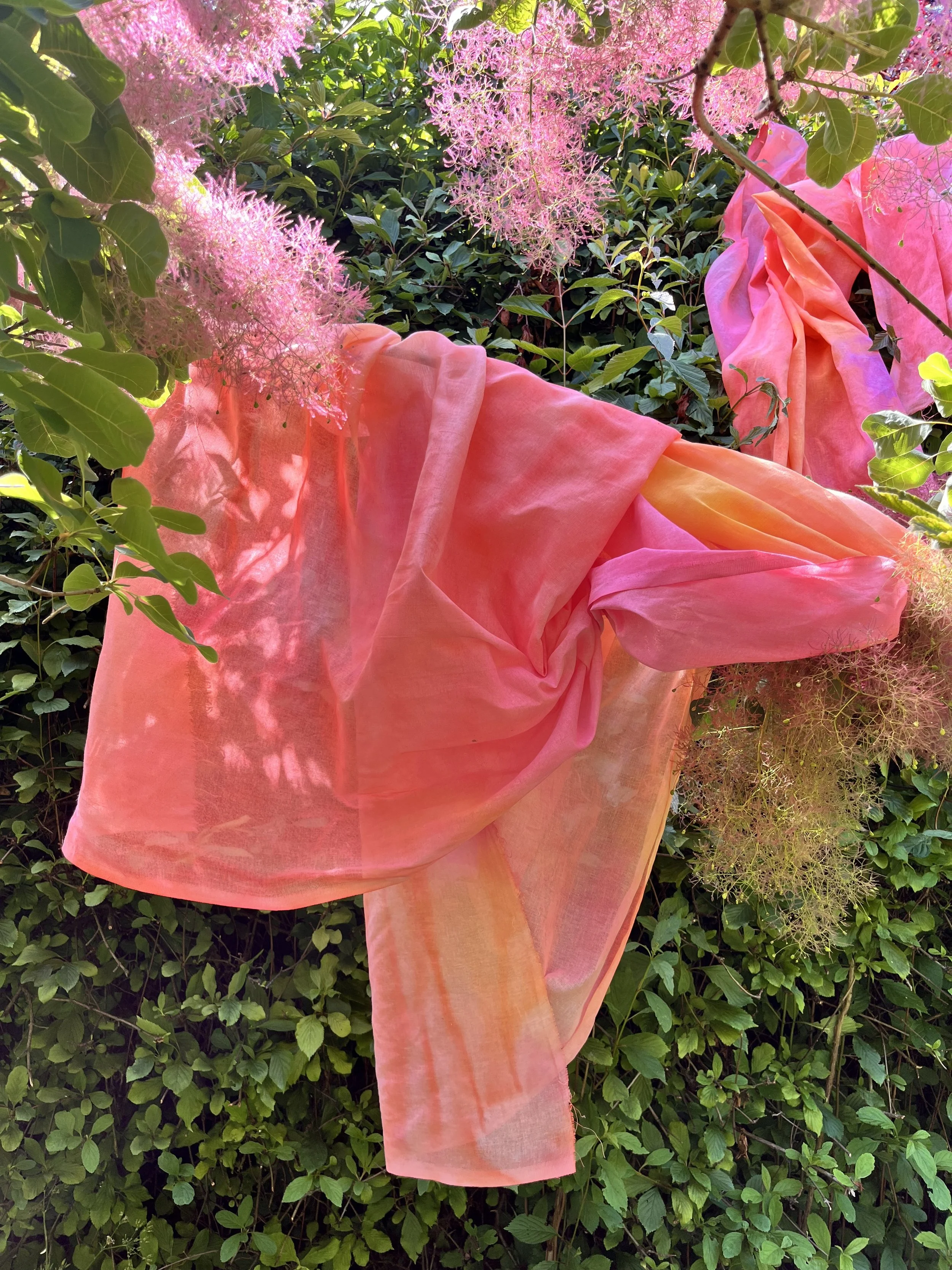Swirl of Red Dust draped through Cotinus Coggygria shrub