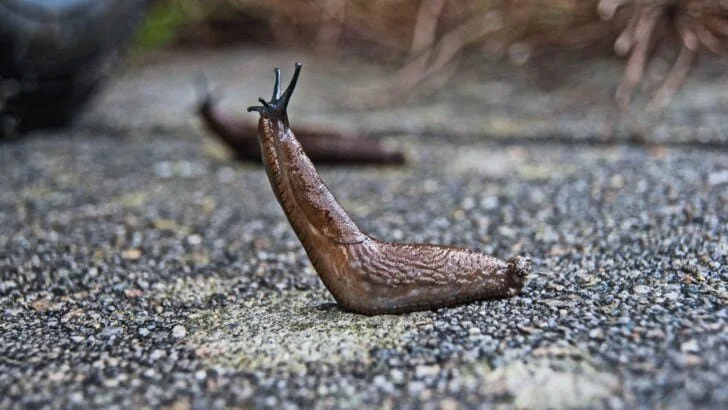 Slugs go to War & save the American Army