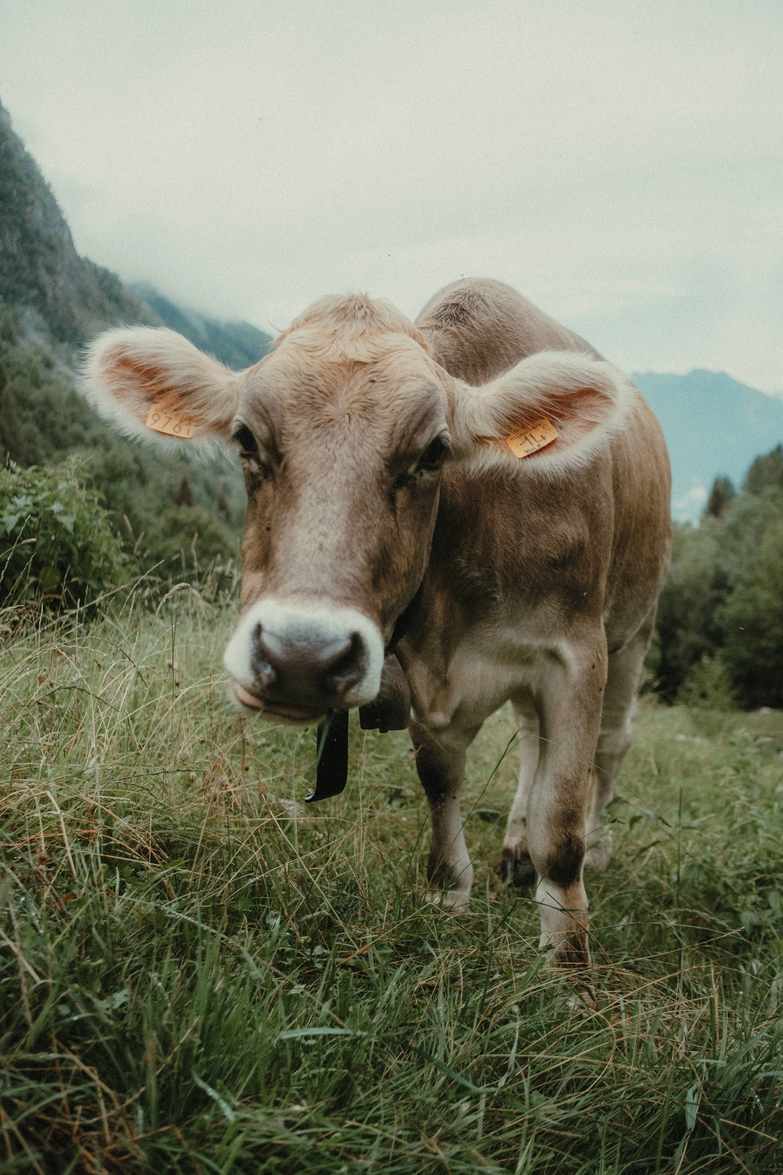 MAM-ValDiTogno-37-5080 - by Chess Bonte.jpg