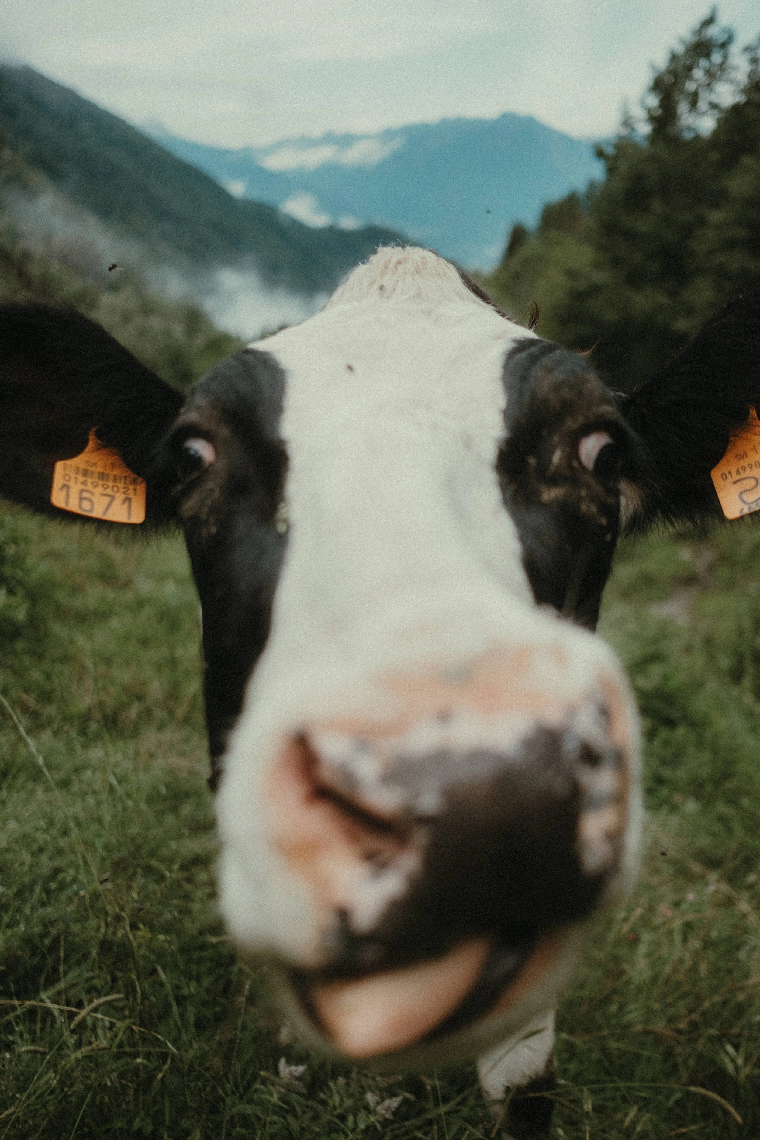 MAM-ValDiTogno-39-5088 - by Chess Bonte.jpg