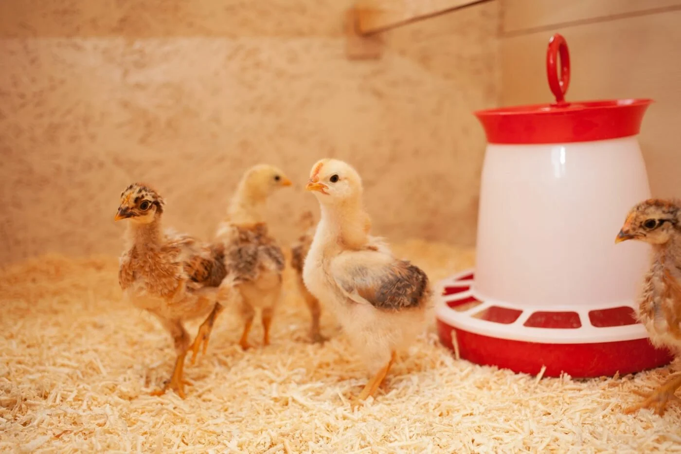 deep-litter-coop-2-1400x933.jpg