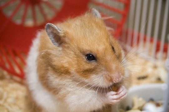 Hamster de color marrón y blanco en una jaula, comiendo con una rueda de ejercicio roja al fondo, sobre un lecho de cáñamo