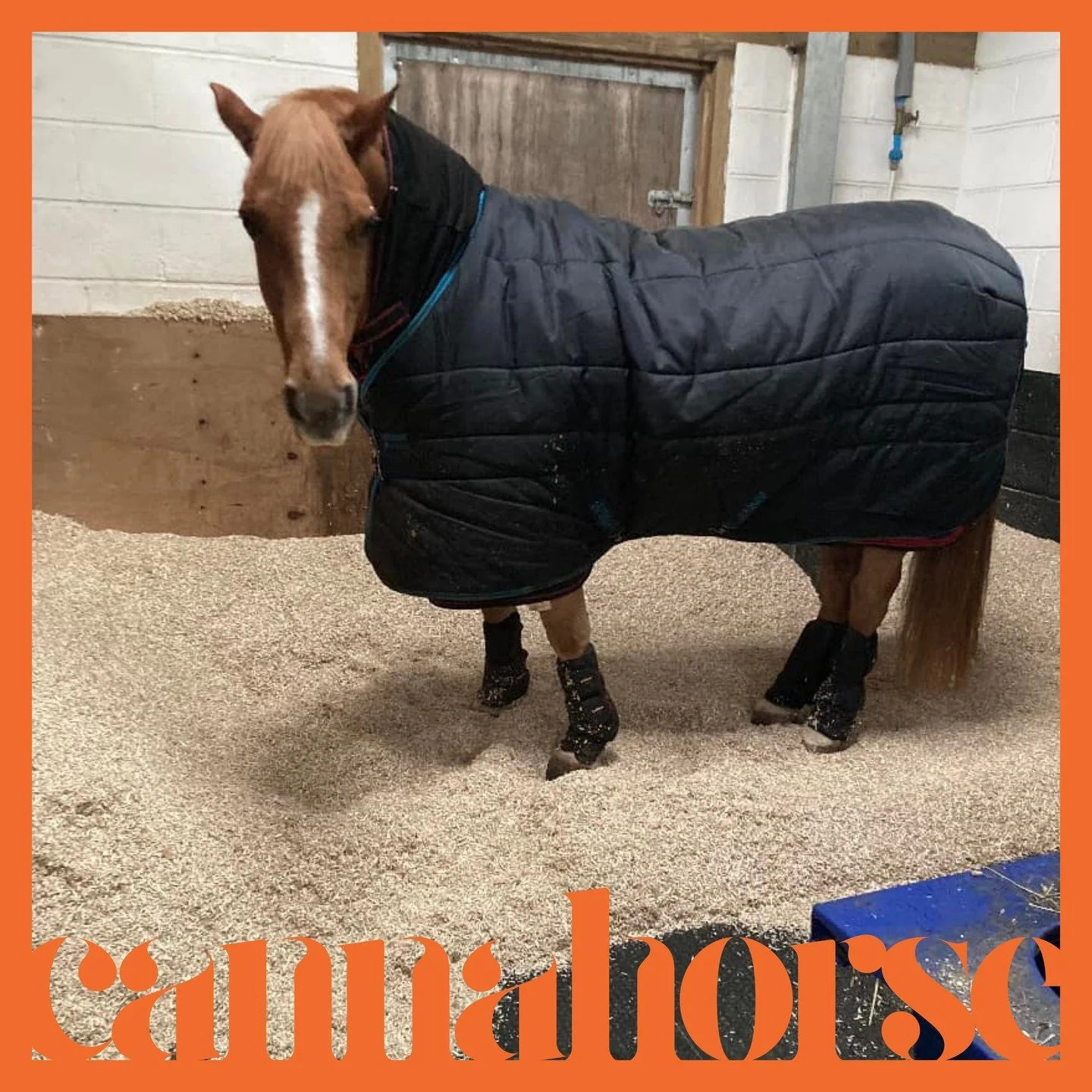 Comodidad, elegancia y calidad en un solo lugar. 🐴✨ Cannahorse, porque tu caballo merece lo mejor. #EstiloYConfort #HempElegance #CannaHorse