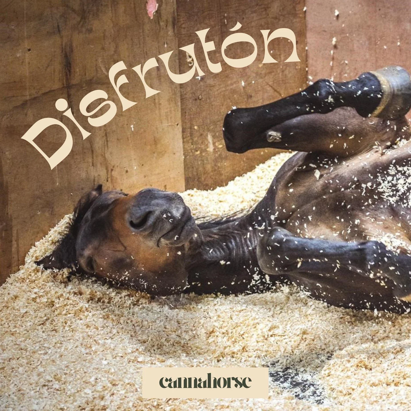 Cannahorse, para caballos disfrutones. 🐴✨ #Relajaci&oacute;nM&aacute;xima #CuidadoNatural