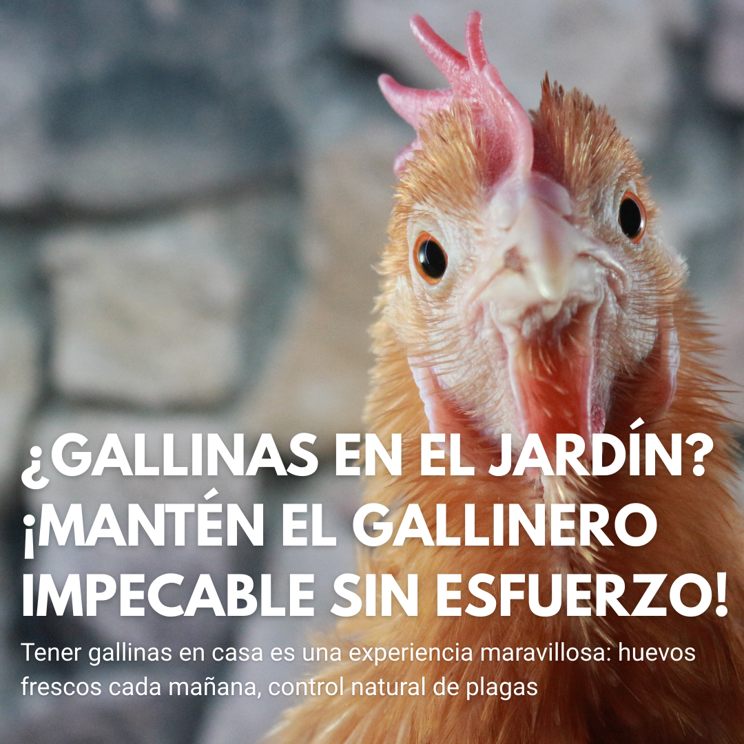 ¿Gallinas en el Jardín? ¡Mantén el Gallinero Impecable Sin Esfuerzo!